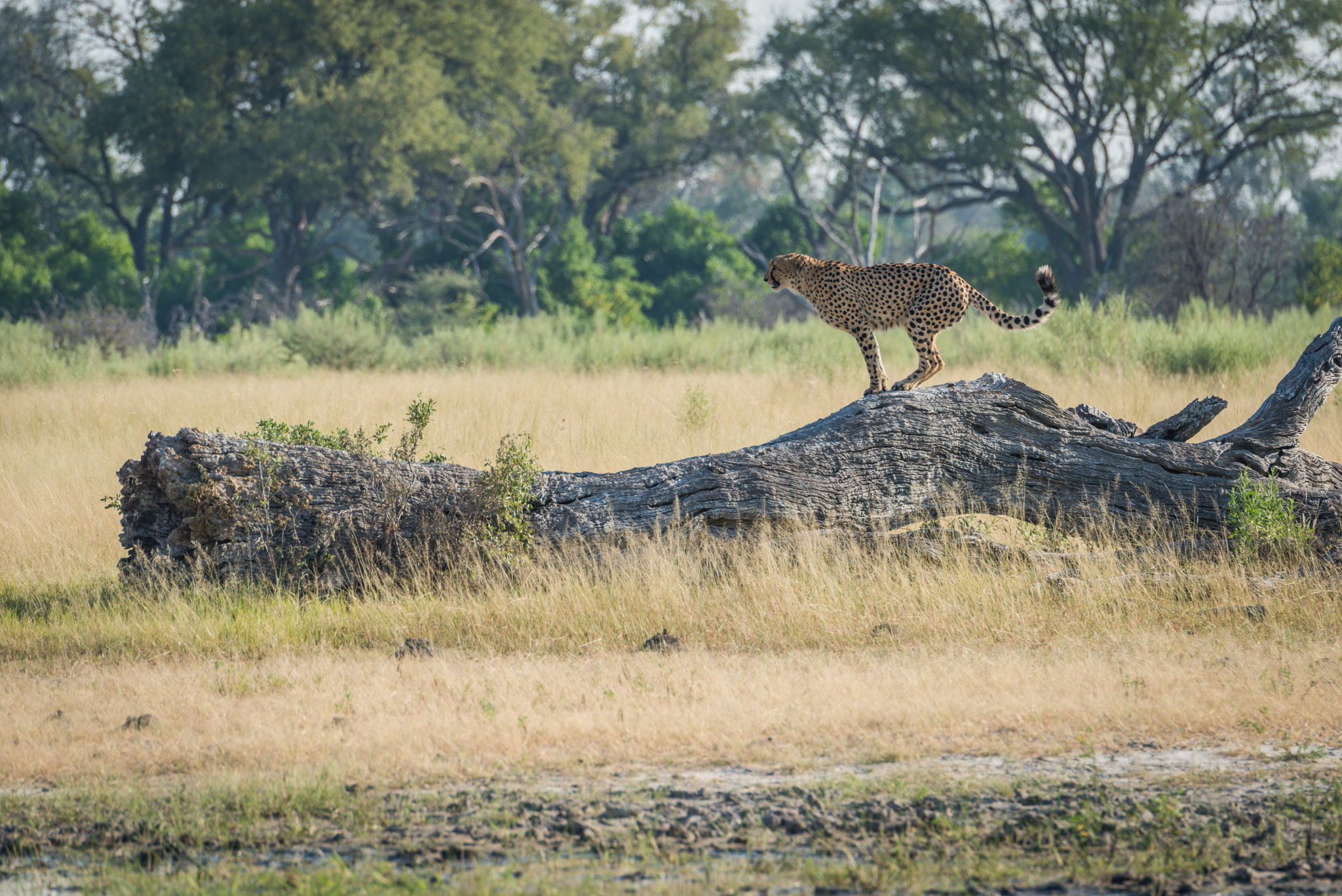 Nikon D810 sample photo. Cheetah standing on dead log in profile photography