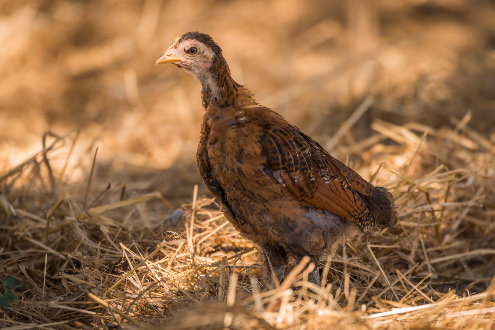Nikon D810 sample photo. Chick in dry grass looking at camera photography