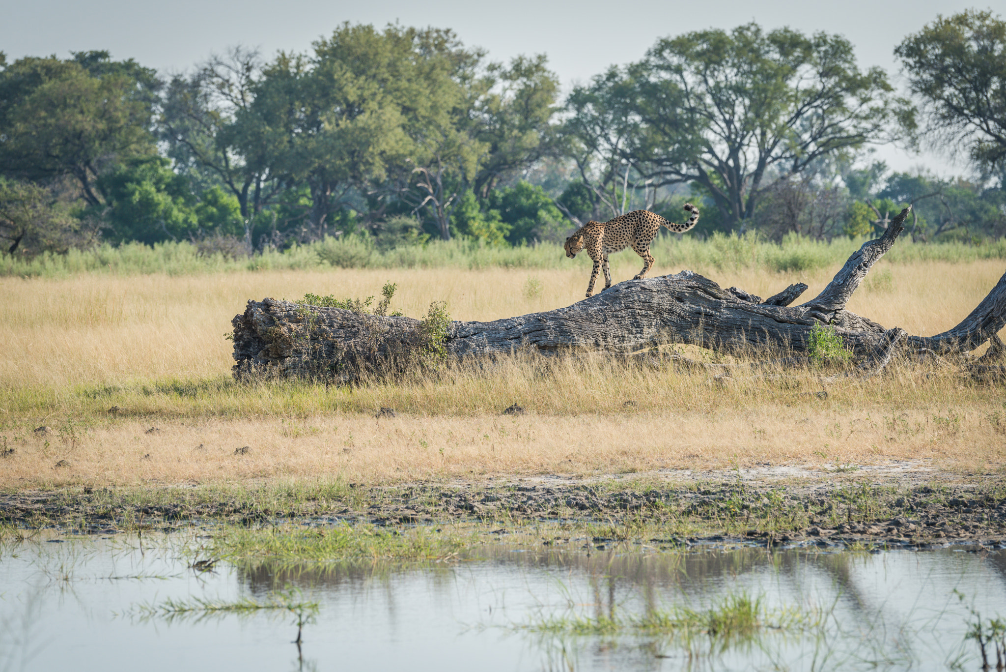 Nikon D810 sample photo. Cheetah walking along dead log beside pool photography