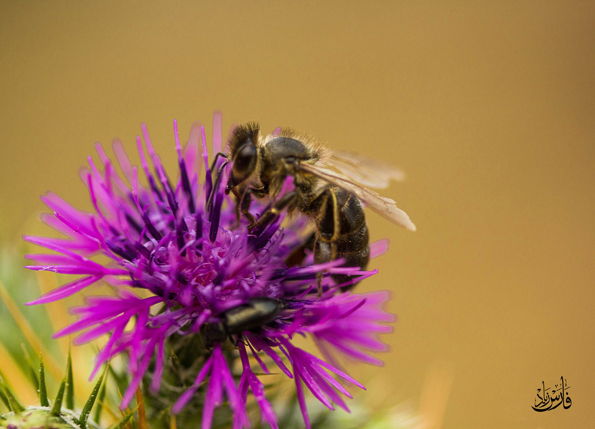 Canon EF-S 60mm F2.8 Macro USM sample photo. Mg photography