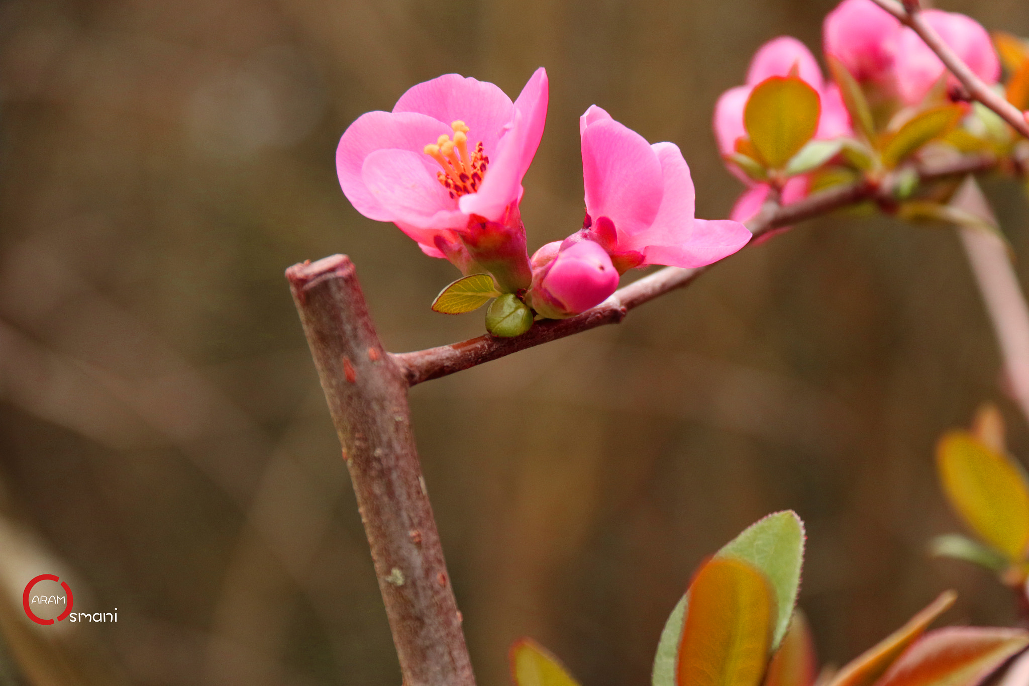 Canon EOS 7D Mark II sample photo. Parc montsouris paris photography