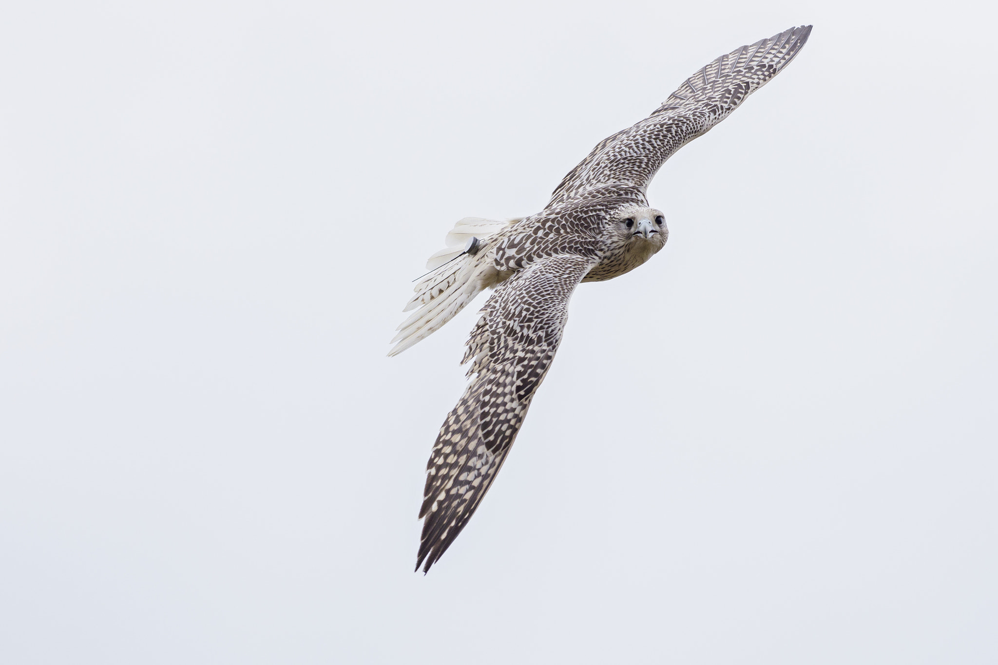 Olympus OM-D E-M1 Mark II + OLYMPUS M.300mm F4.0 sample photo. Gyrfalcon photography