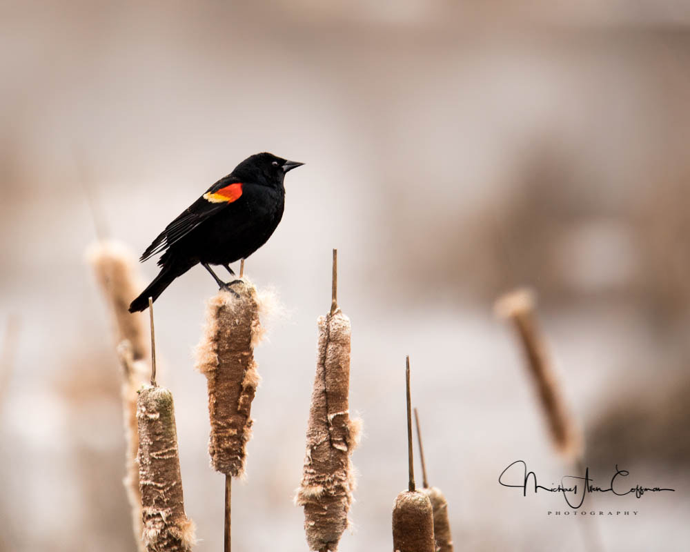 Tamron SP 150-600mm F5-6.3 Di VC USD sample photo. Red wing blackbird photography