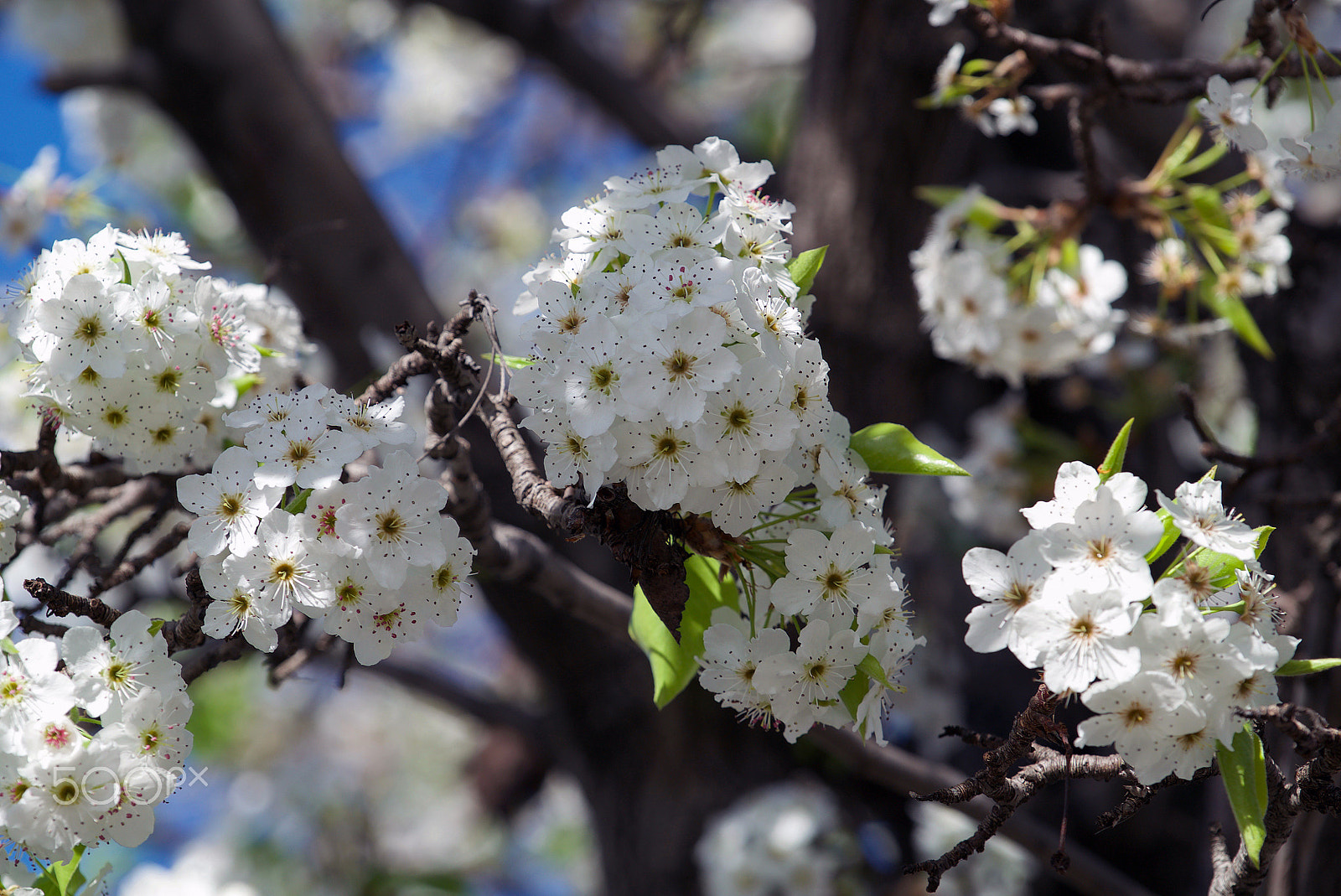 Sony a7S II sample photo. Flora 0319 photography