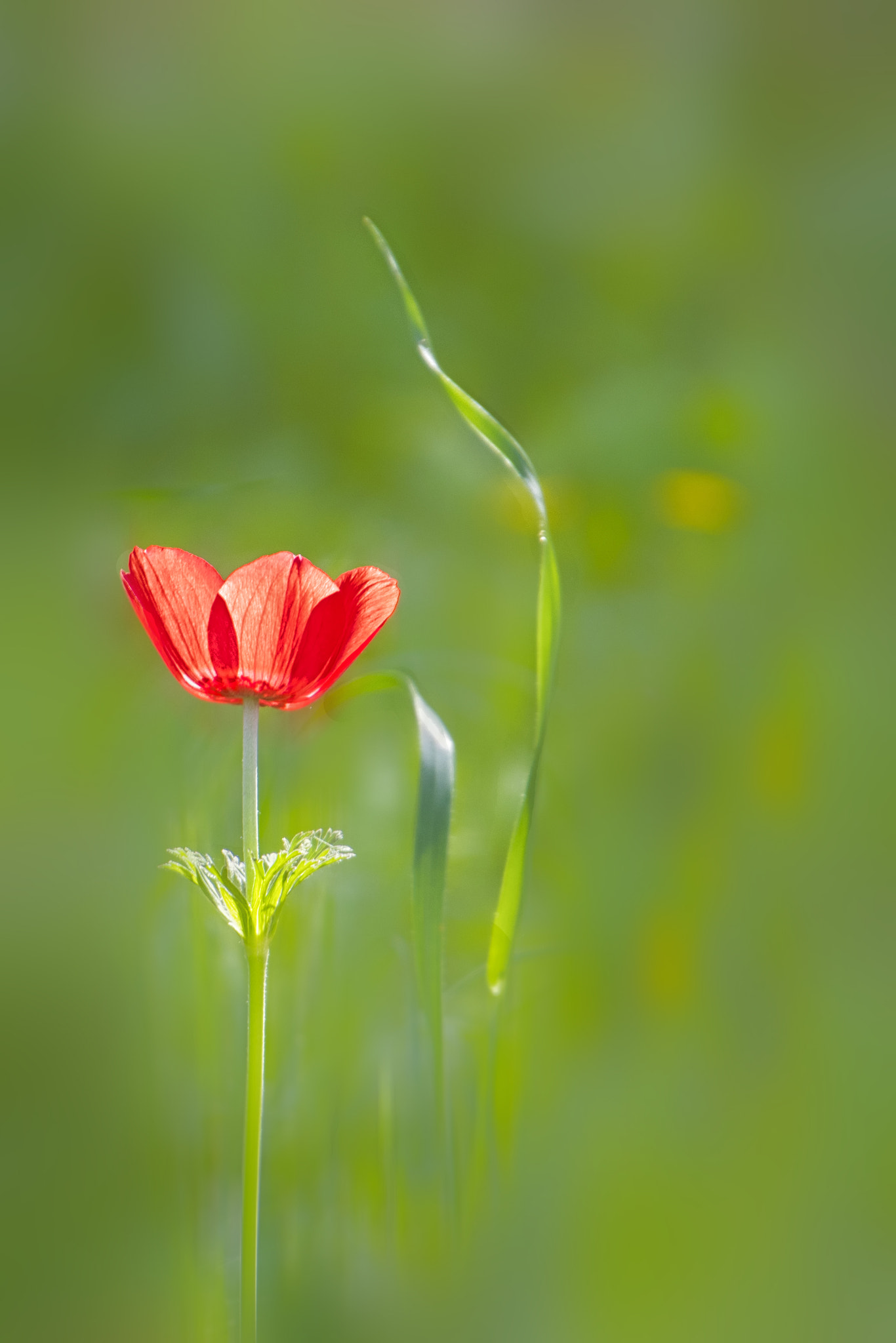 Nikon D500 sample photo. Red flower photography