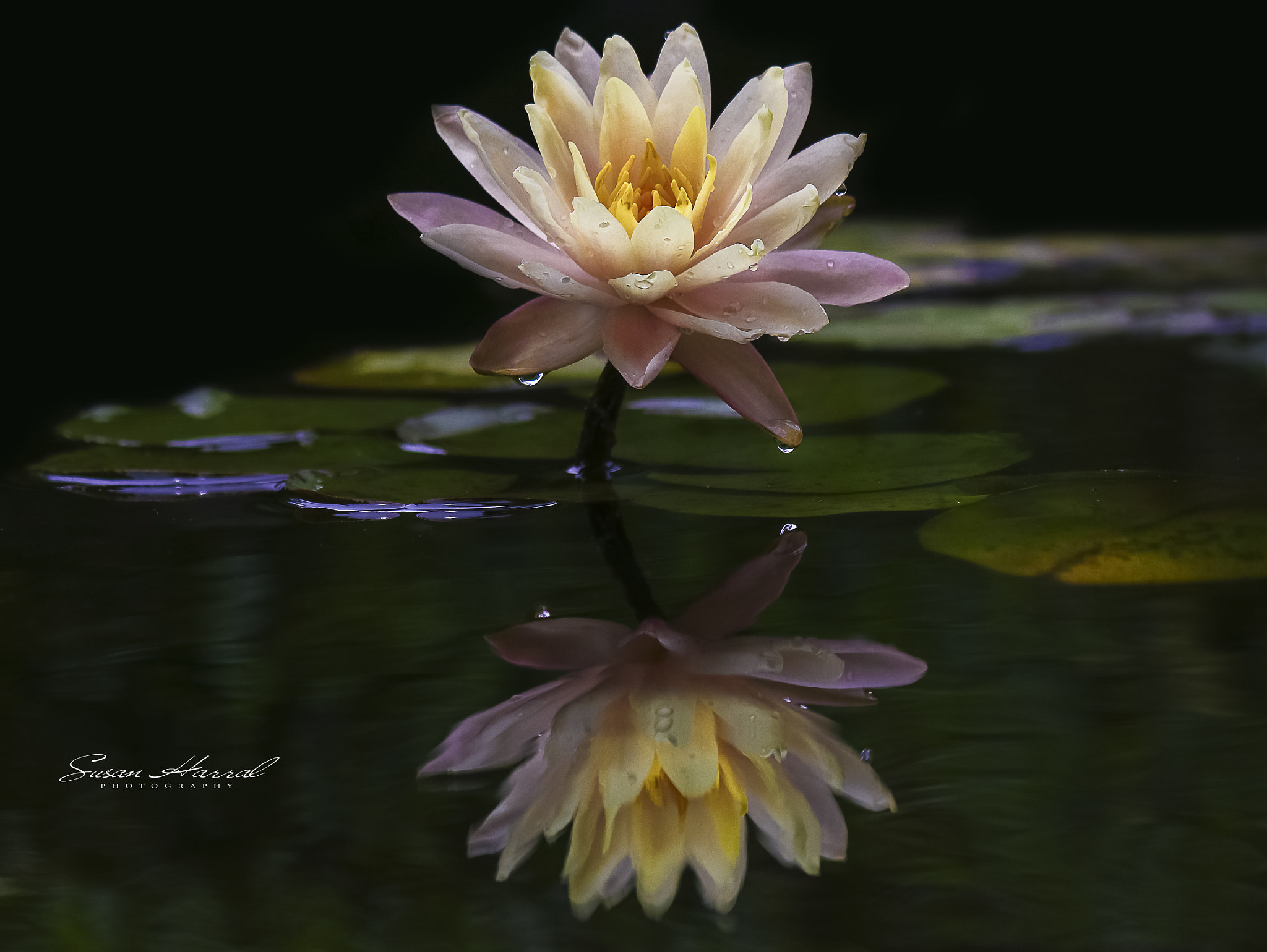 Canon EF-S 55-250mm F4-5.6 IS II sample photo. Water lily photography