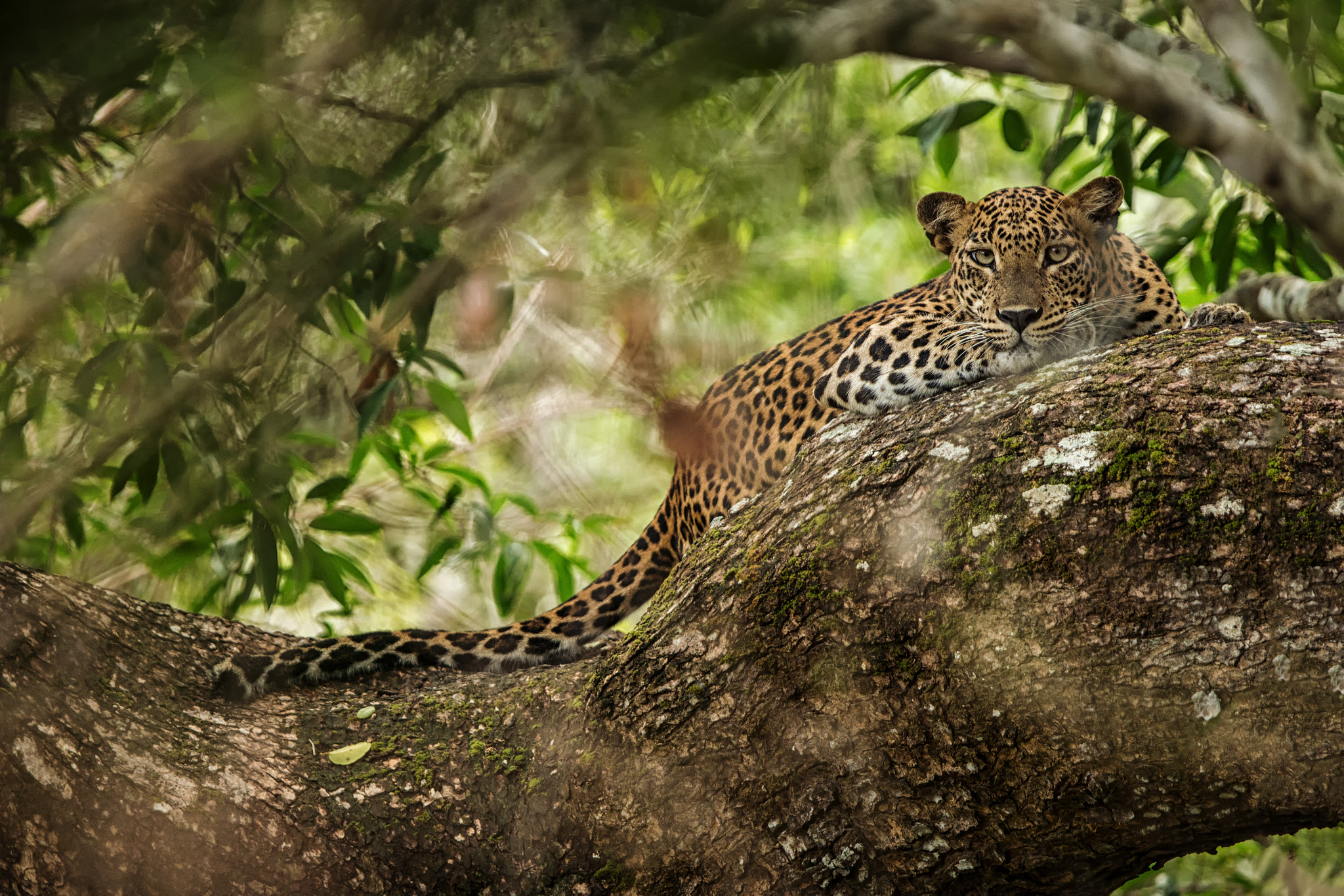 Canon EF 300mm F2.8L IS USM sample photo. Leopard photography