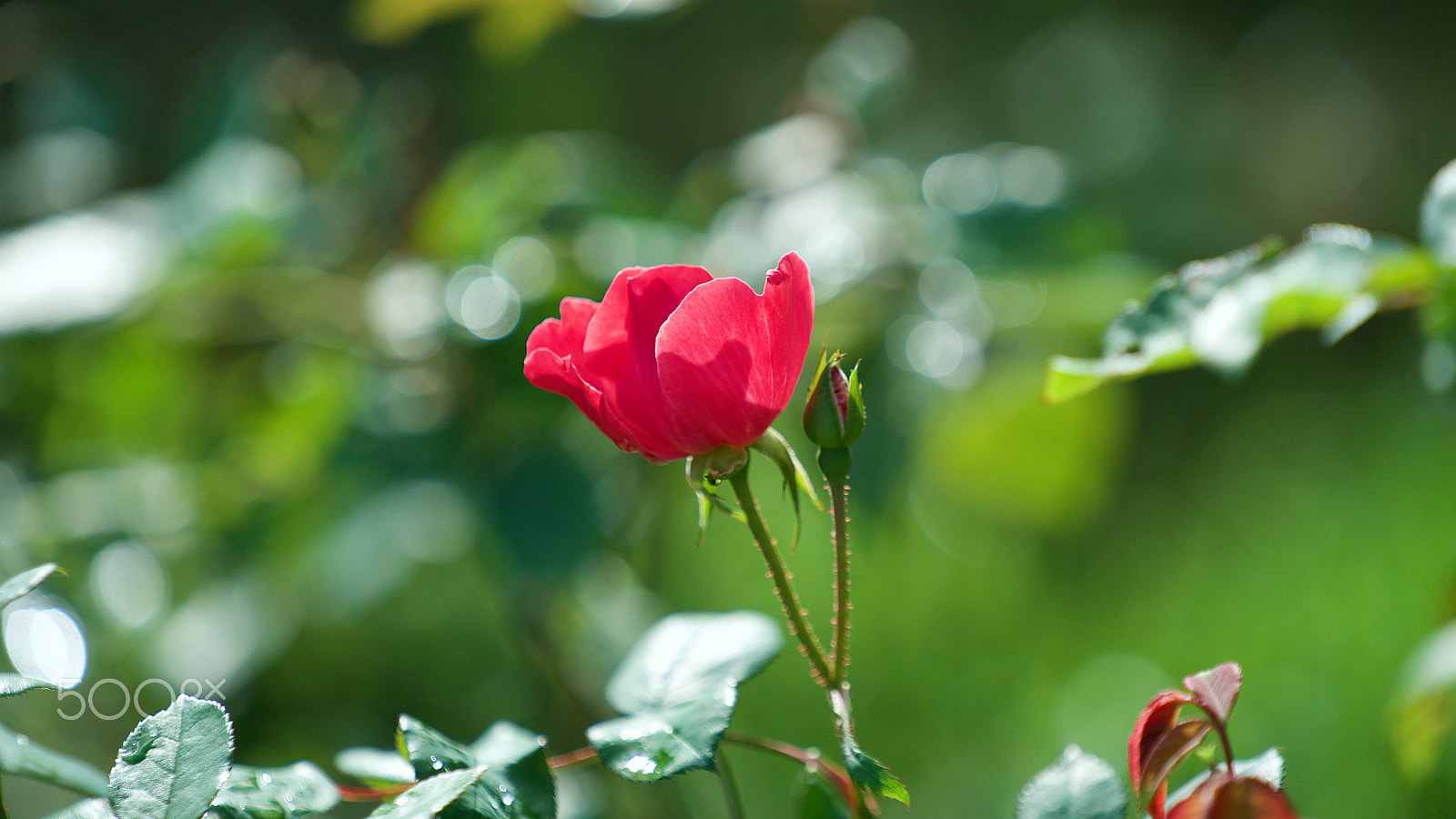 Sony a7S II + Sony FE 70-200mm F4 G OSS sample photo. When we fall to the sun 0319 photography