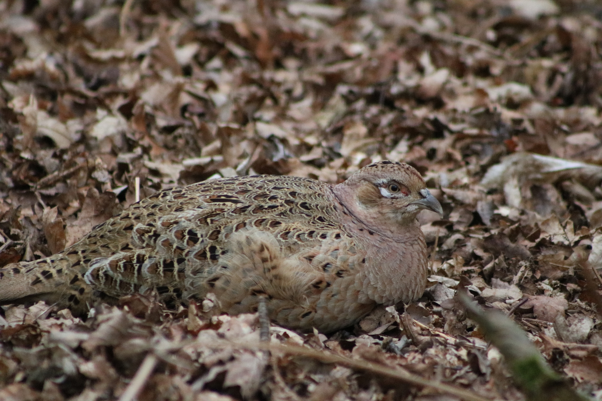 Canon EOS 760D (EOS Rebel T6s / EOS 8000D) + EF75-300mm f/4-5.6 sample photo. Pheasant photography