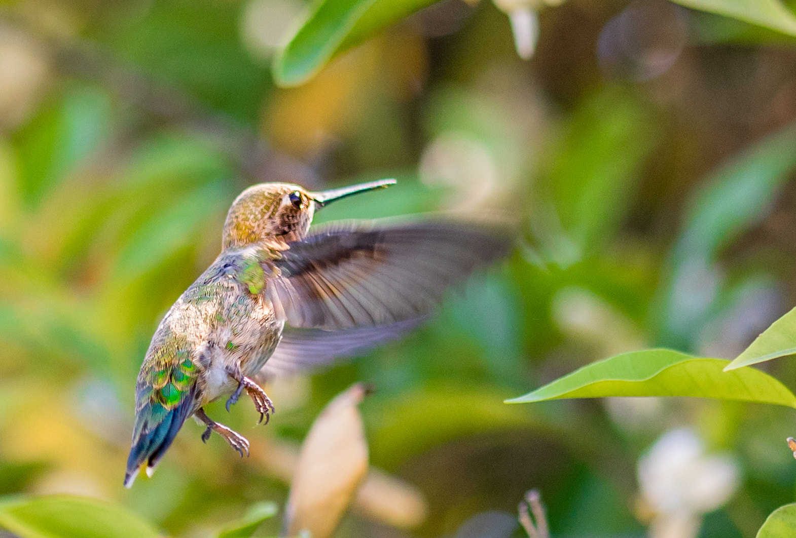 Sigma 105mm F2.8 EX DG OS HSM sample photo. Floating... photography