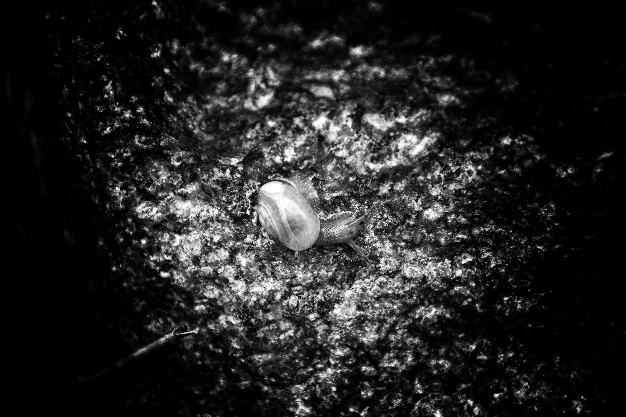 Canon EOS 70D + Sigma 18-250mm F3.5-6.3 DC OS HSM sample photo. Lame slug in black&white photography