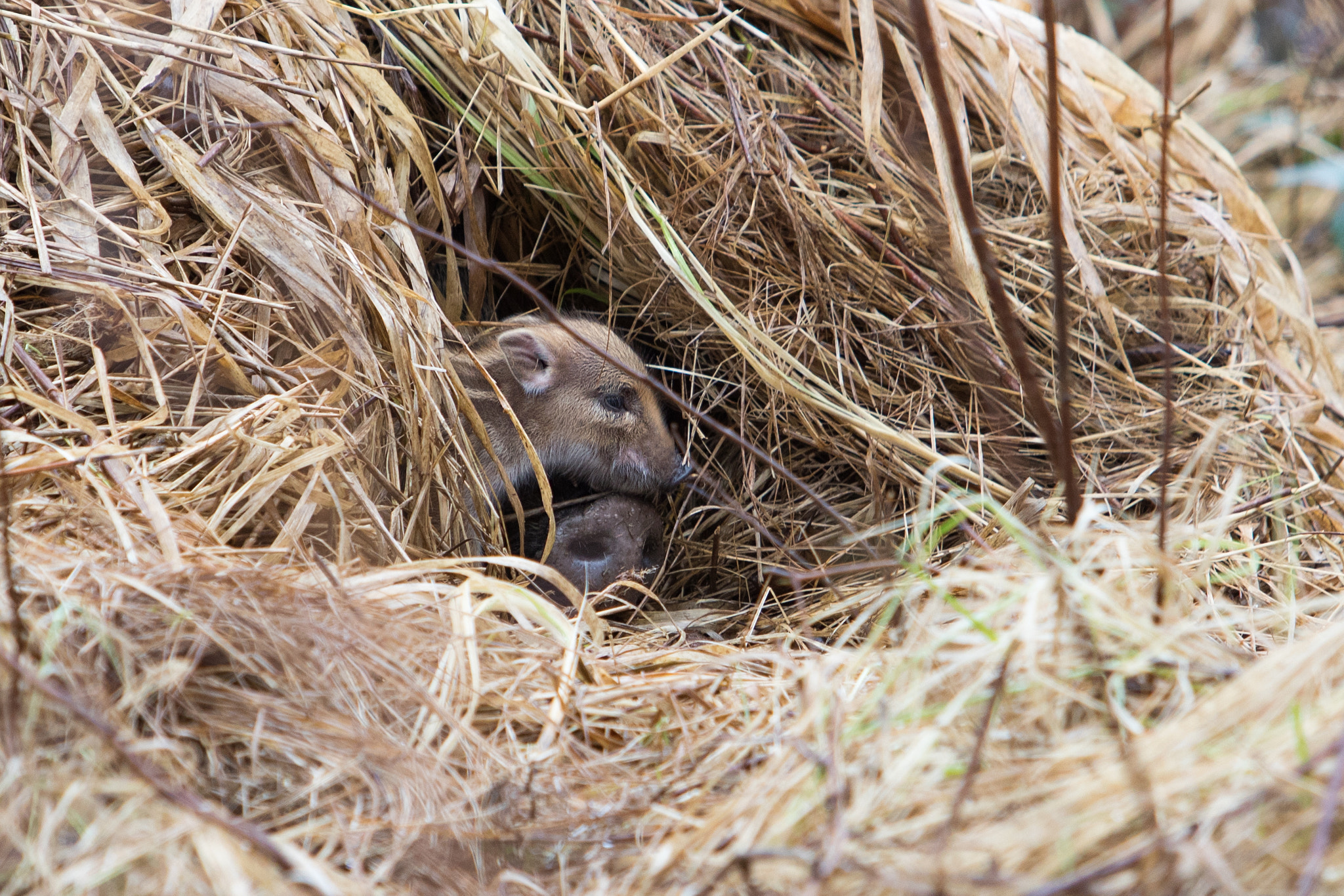 Canon EF 70-200mm F2.8L USM sample photo. Wild boar photography
