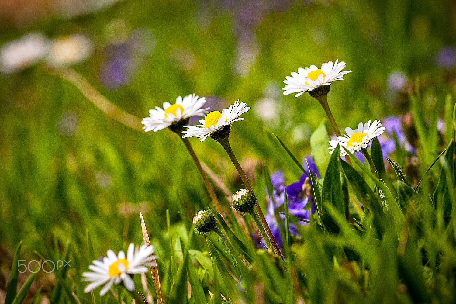 Sigma APO Macro 150mm f/2.8 EX DG HSM sample photo. Margeriten photography