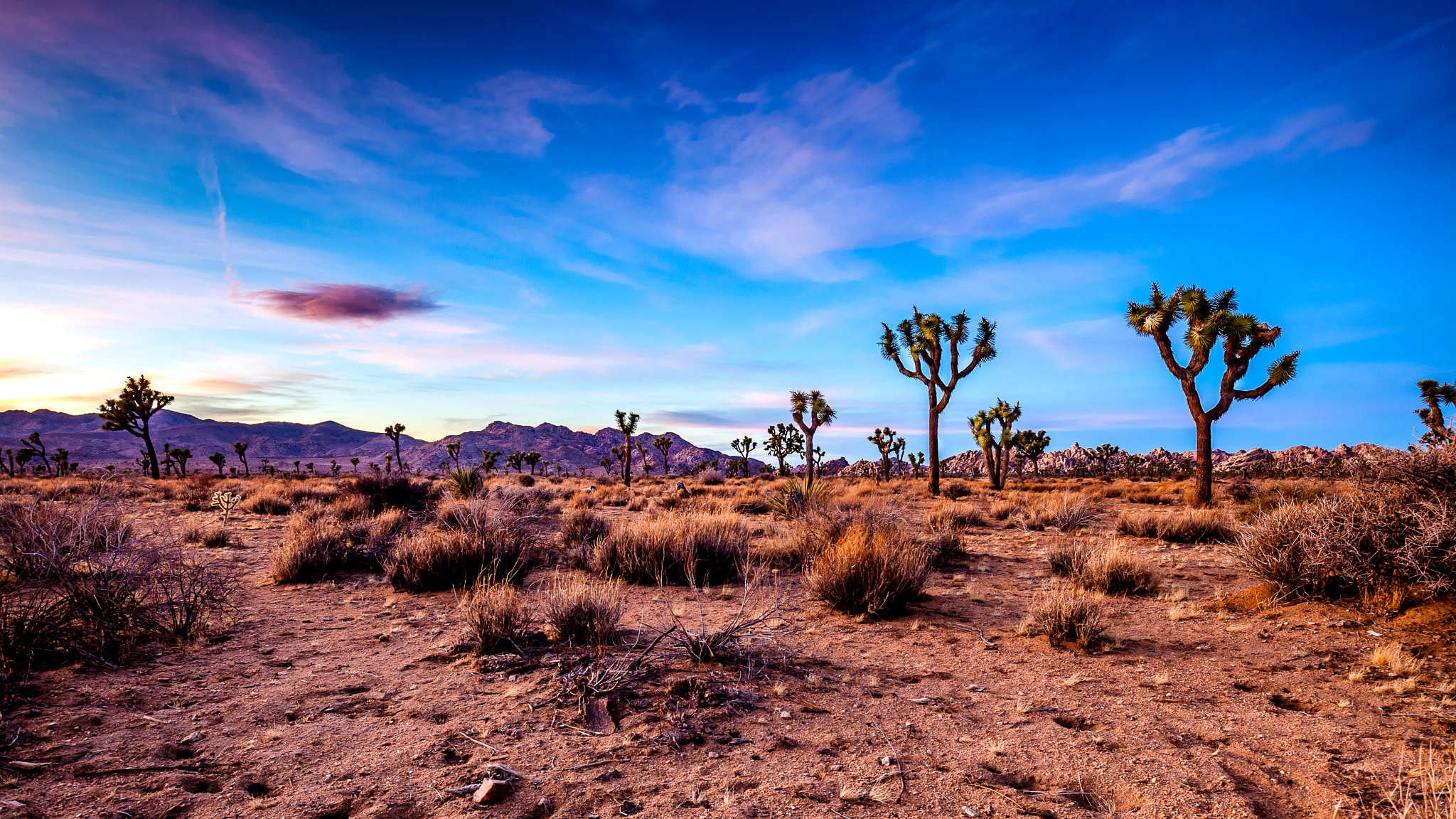 Canon EF 16-35mm F4L IS USM sample photo. Joshua tree at sunset photography