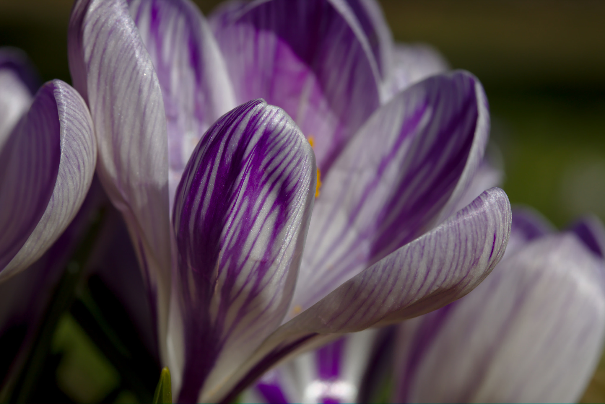 Canon EF-S 60mm F2.8 Macro USM sample photo. Purple perfect photography