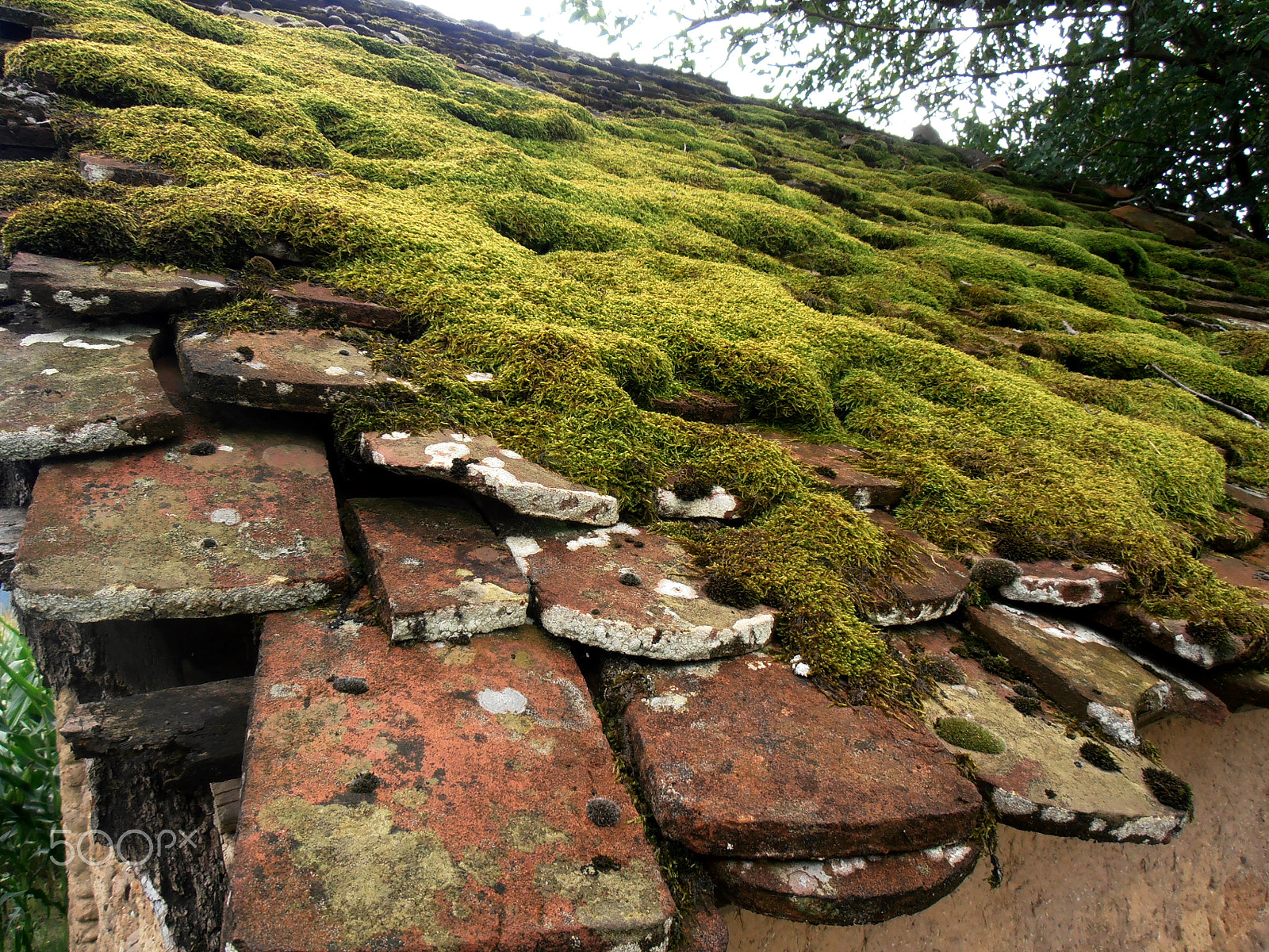 Olympus VR310,D720 sample photo. Old roof carpet photography
