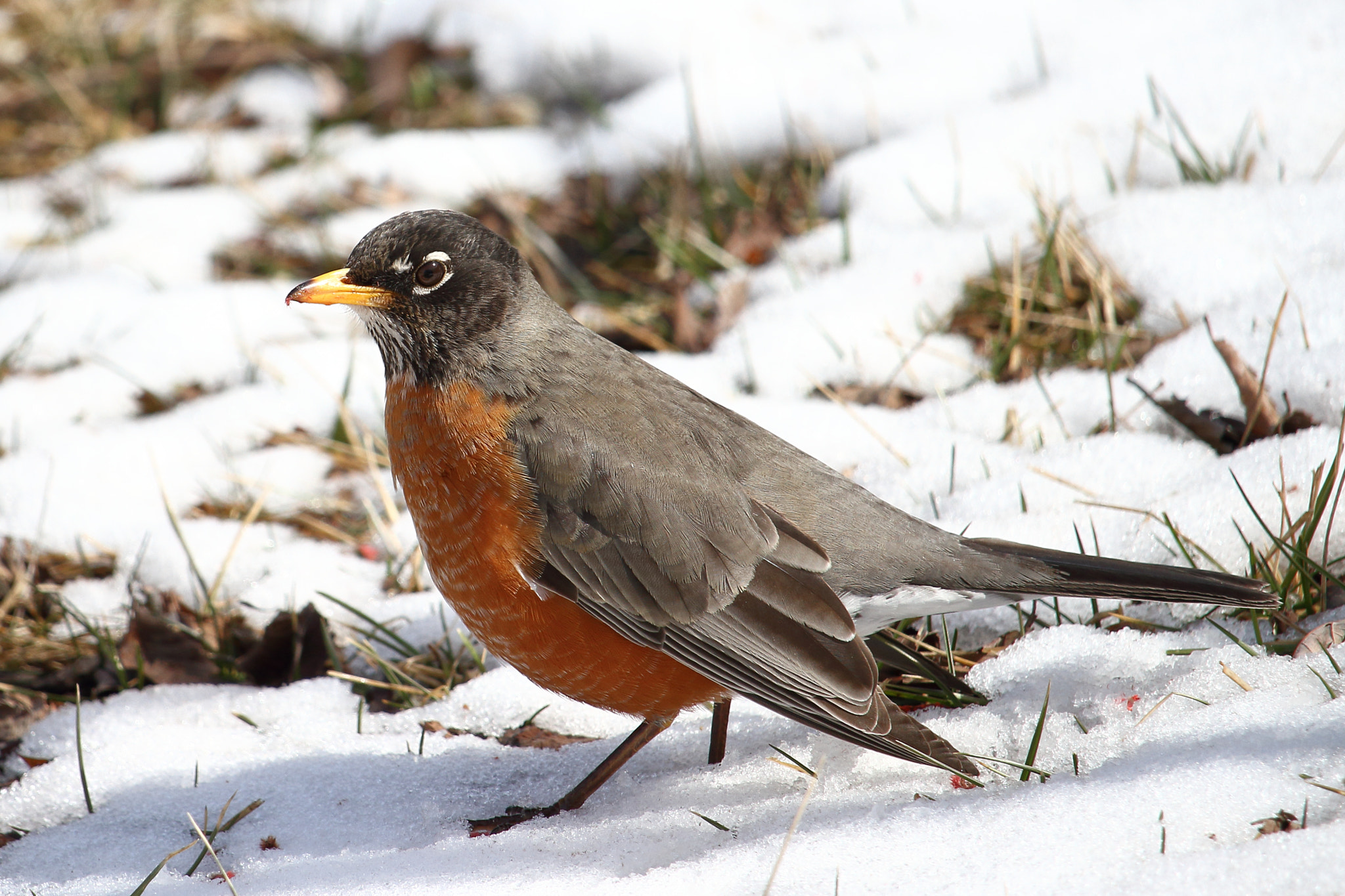 Canon EF-S 55-250mm F4-5.6 IS STM sample photo. Robin photography