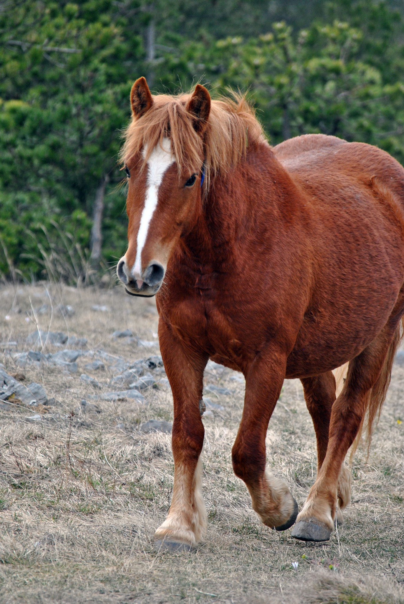 Nikon D3000 sample photo. Mountain horse photography
