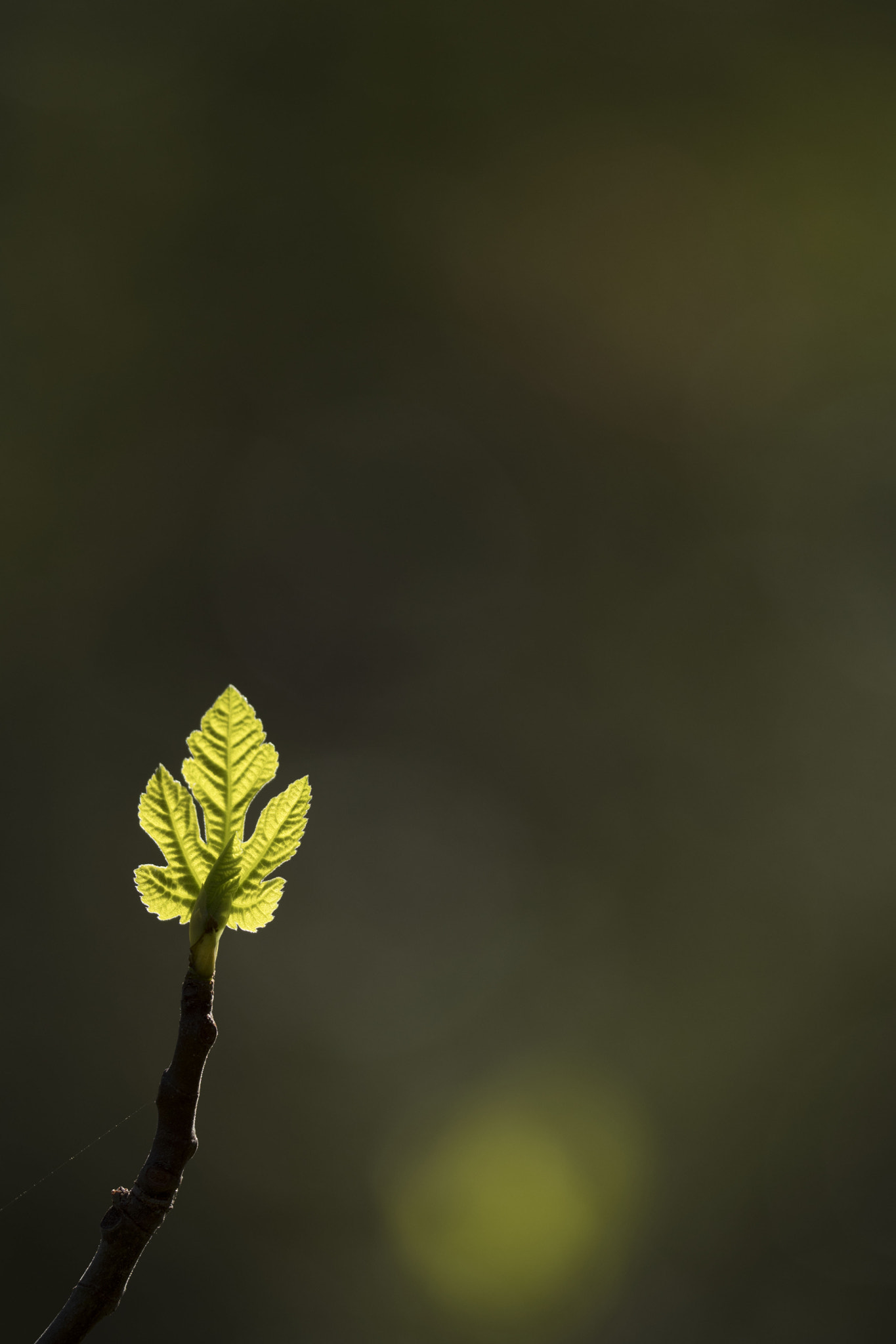 Sigma 150mm F2.8 EX DG OS Macro HSM sample photo. 1º brote photography
