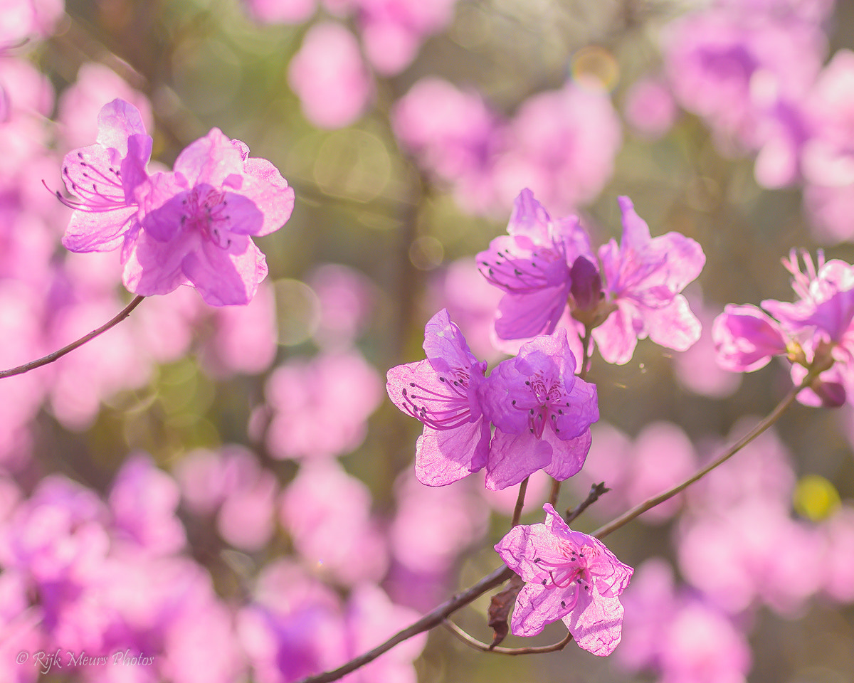 Nikon AF-S Nikkor 70-200mm F4G ED VR sample photo. Spring time photography