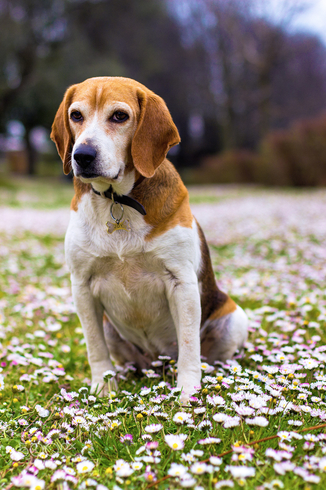Canon EOS 600D (Rebel EOS T3i / EOS Kiss X5) + Canon EF 50mm F1.4 USM sample photo. Seated in the daisies photography