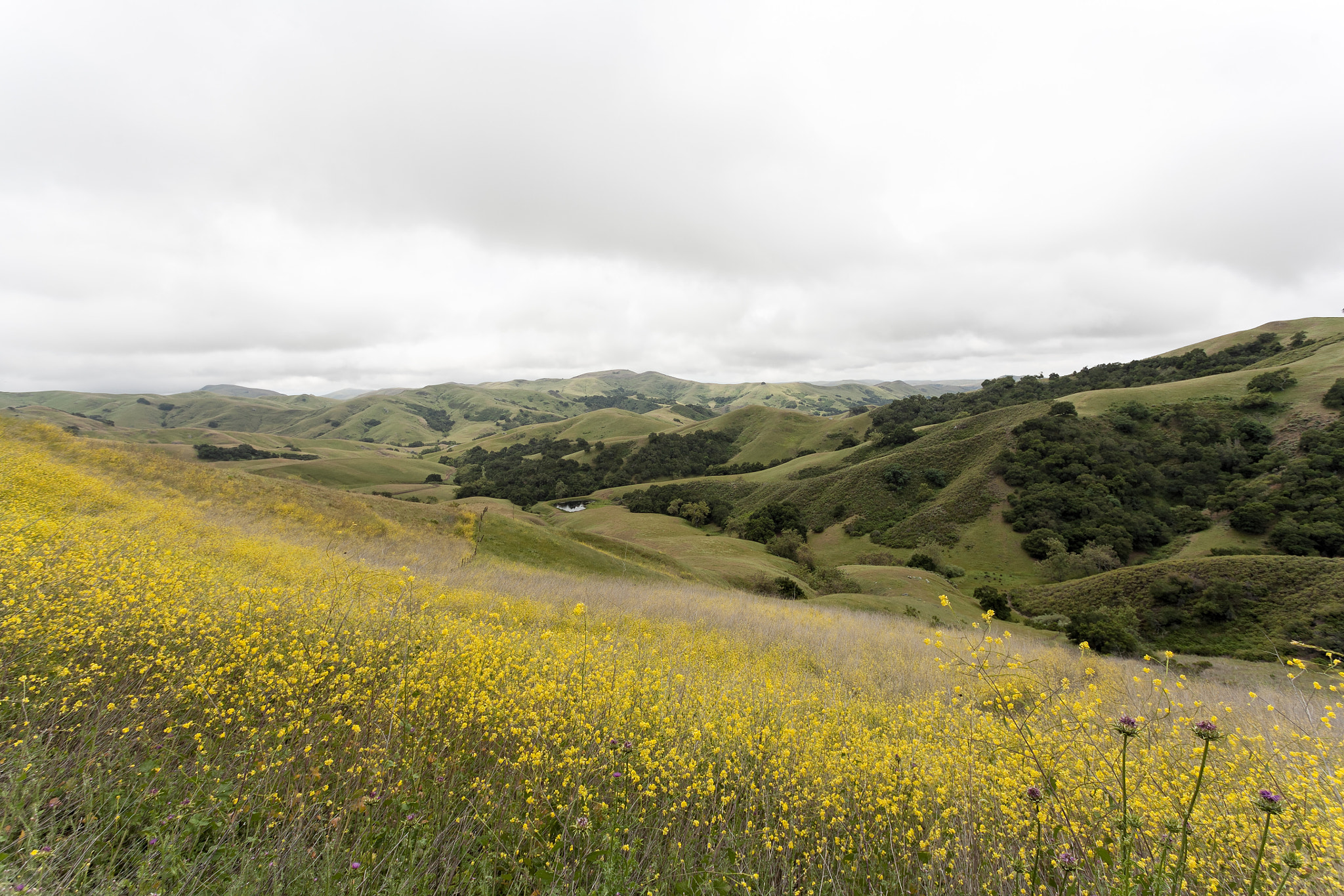 Canon EOS 5D + Canon EF 17-40mm F4L USM sample photo. Spring near big sur photography