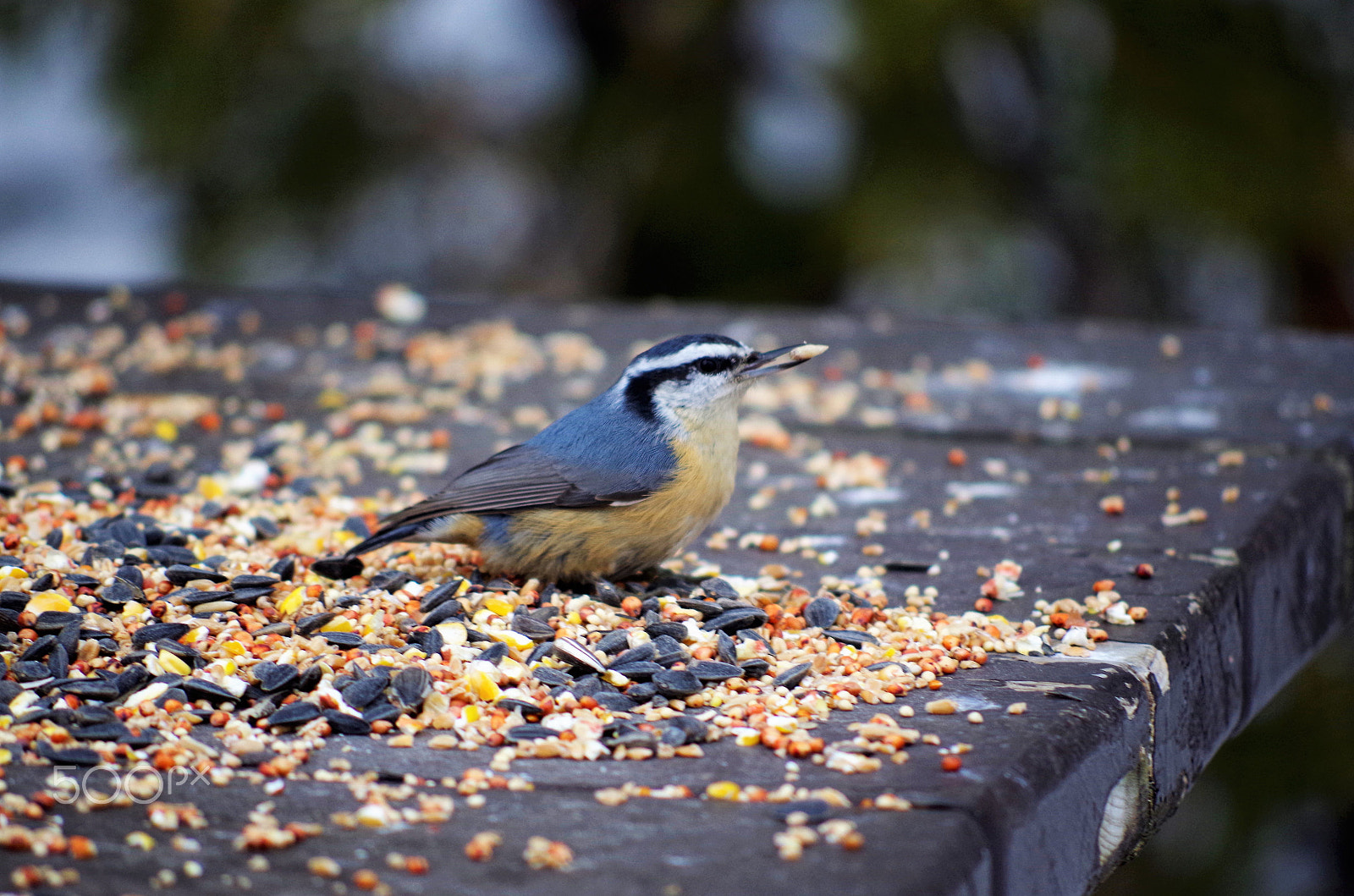 smc PENTAX-DA L 55-300mm F4-5.8 ED sample photo. Nature photography