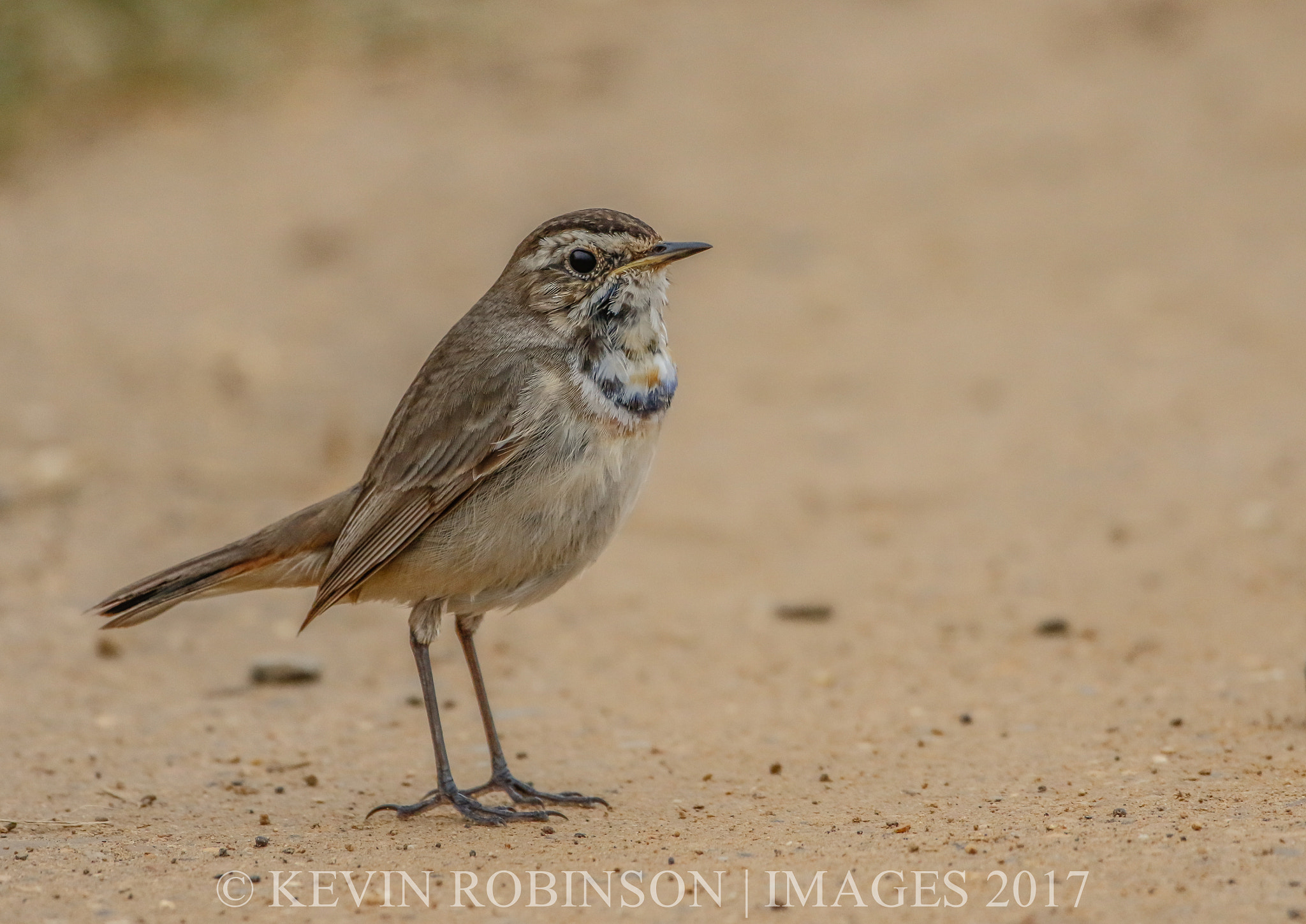 Canon EF 500mm F4L IS USM sample photo. Mgl photography