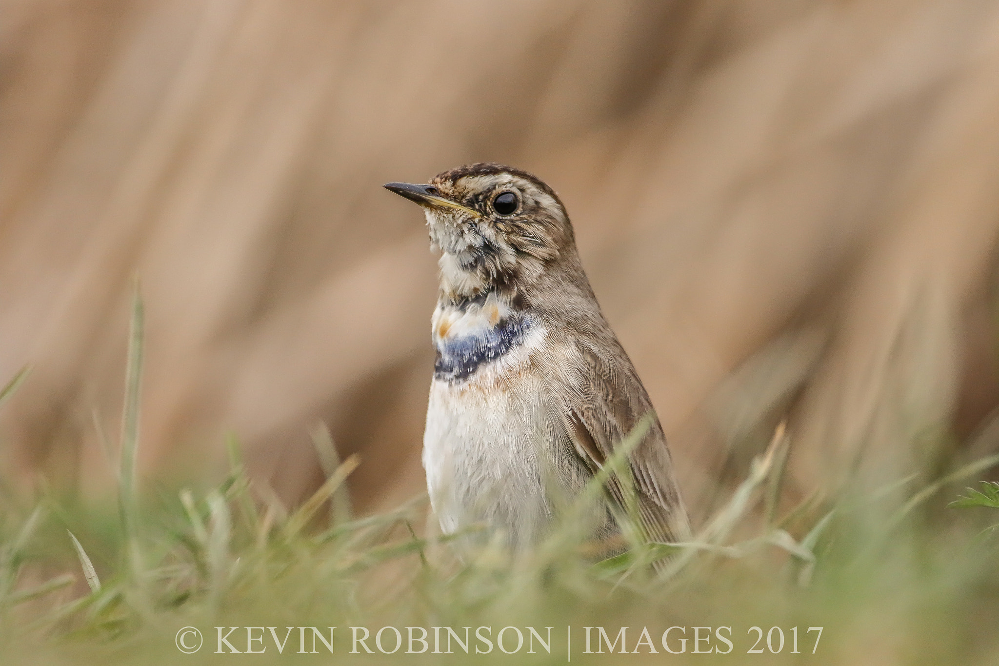 Canon EF 500mm F4L IS USM sample photo. Mgl photography