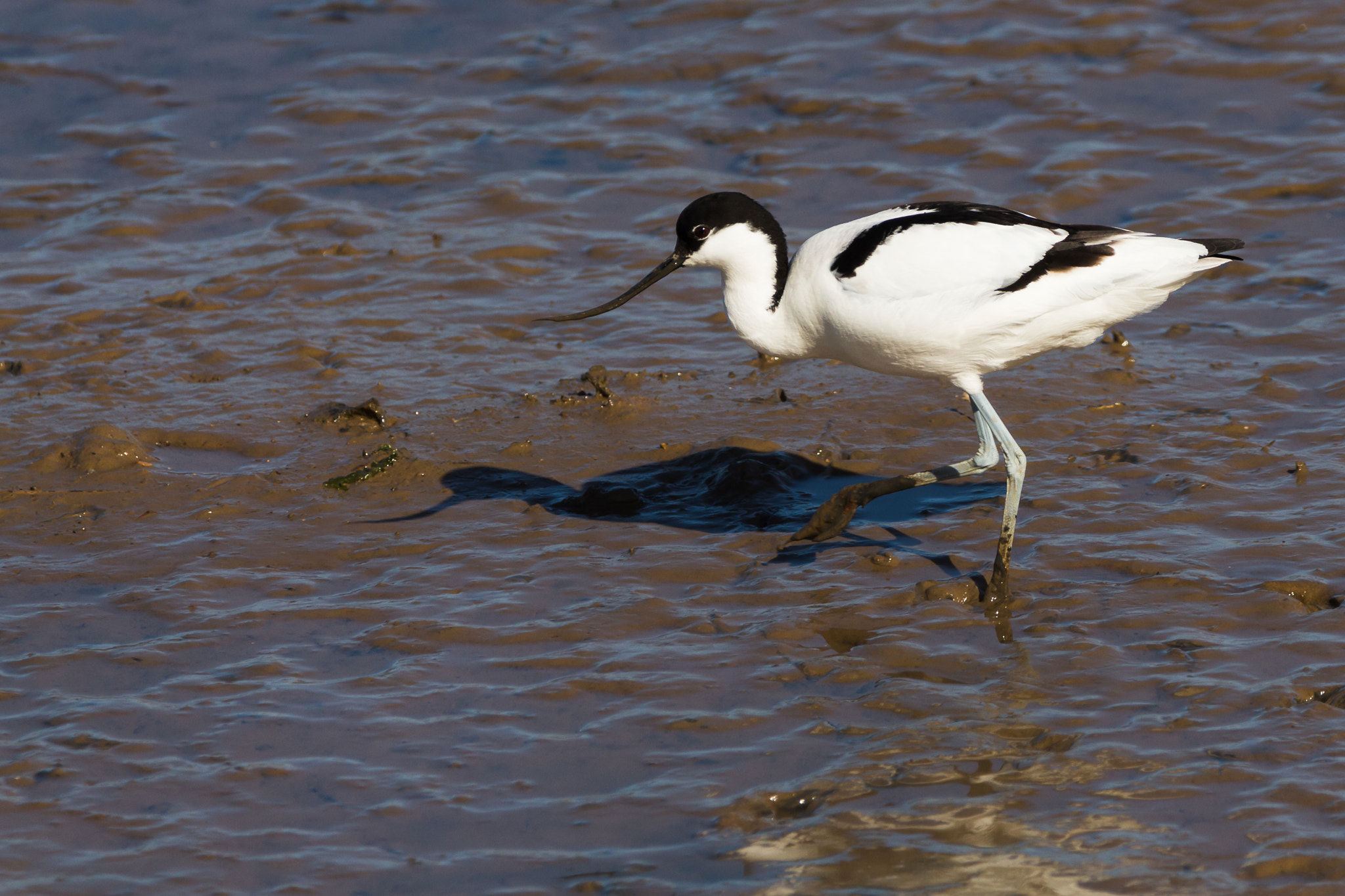 150-600mm F5-6.3 DG OS HSM | Contemporary 015 sample photo. Avocet photography
