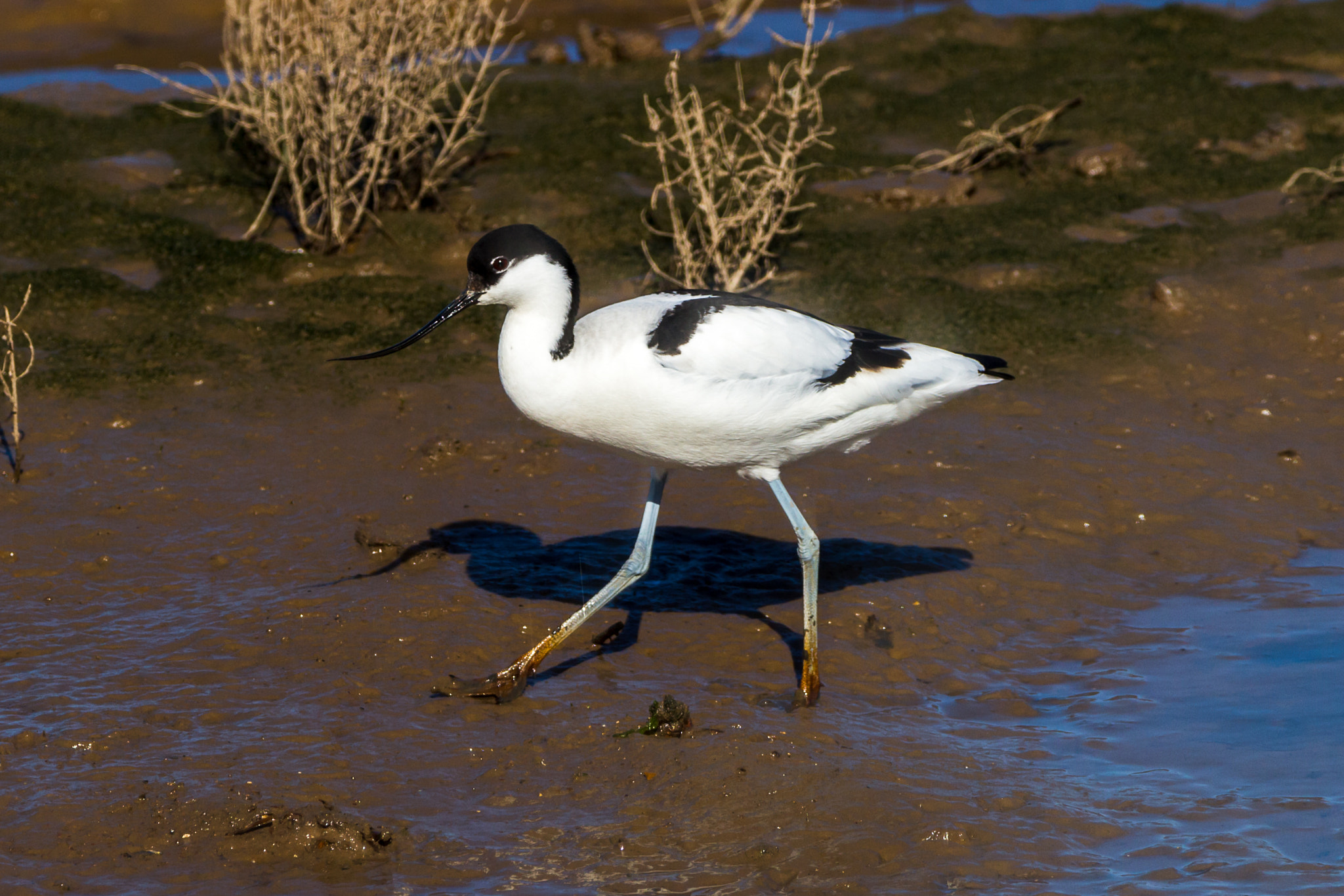 150-600mm F5-6.3 DG OS HSM | Contemporary 015 sample photo. Avocet photography