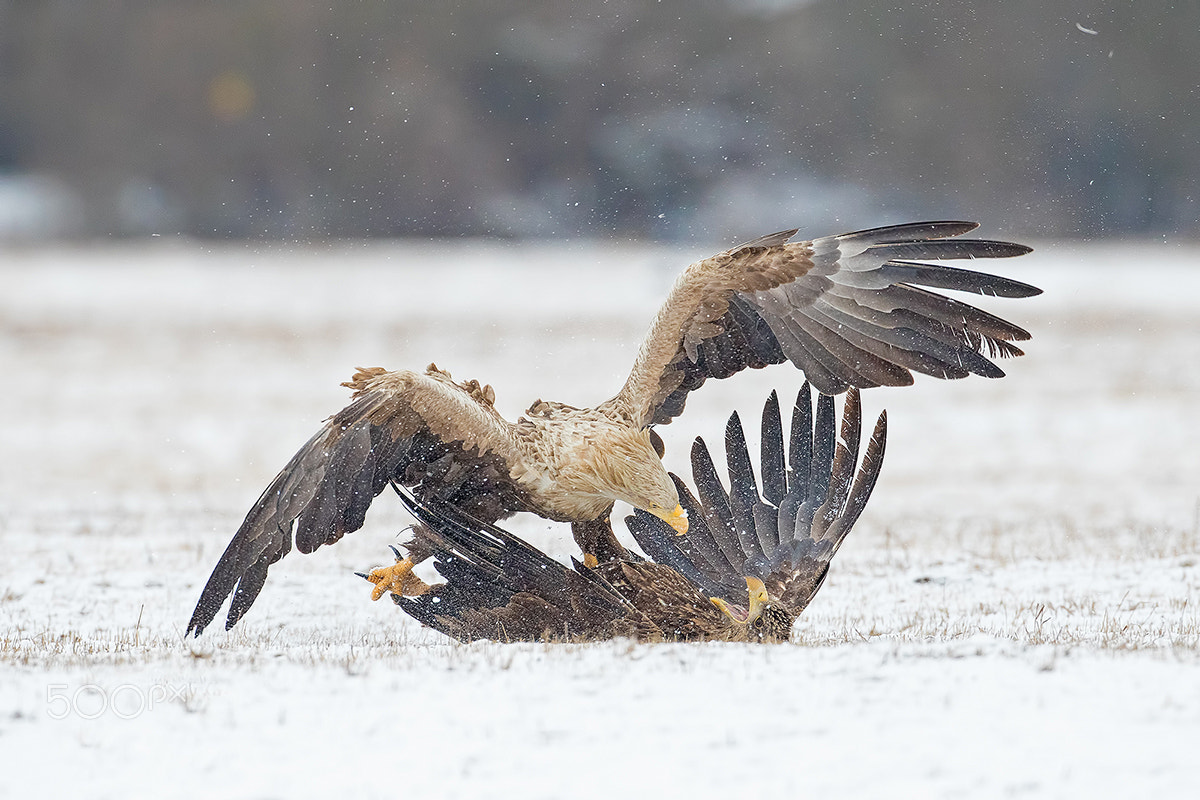 Canon EF 500mm F4L IS USM sample photo. M photography