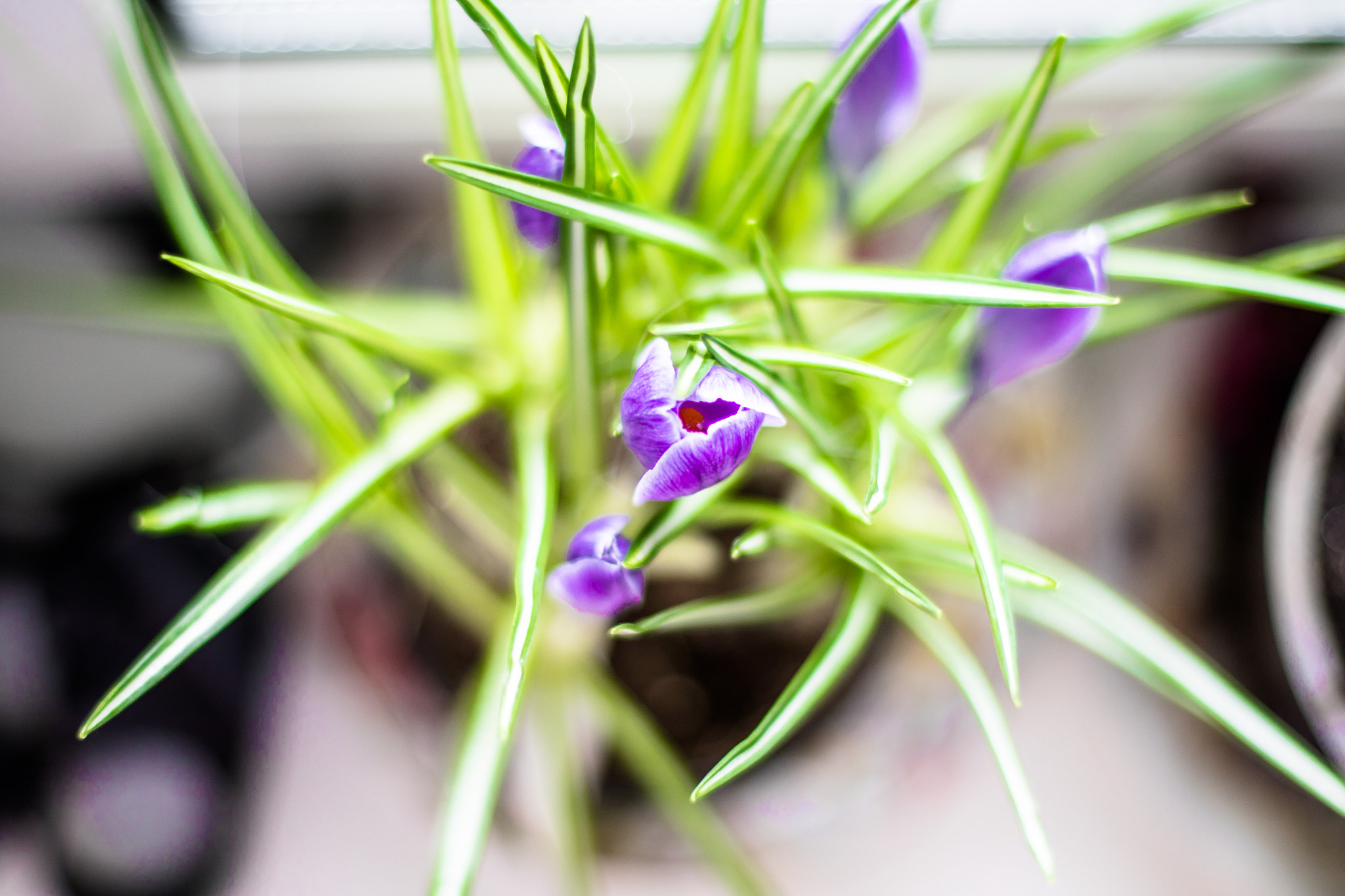 Canon EF 50mm F1.4 USM sample photo. Crocus photography
