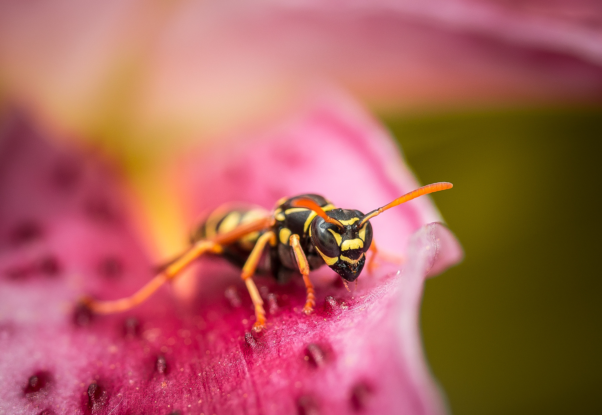 Canon EF-S 60mm F2.8 Macro USM sample photo. Wasp photography