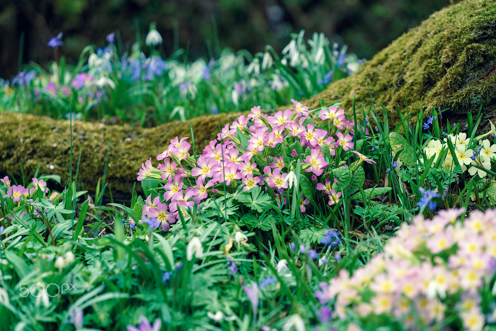 Sony FE 70-300mm F4.5-5.6 G OSS sample photo. Field of flowers photography