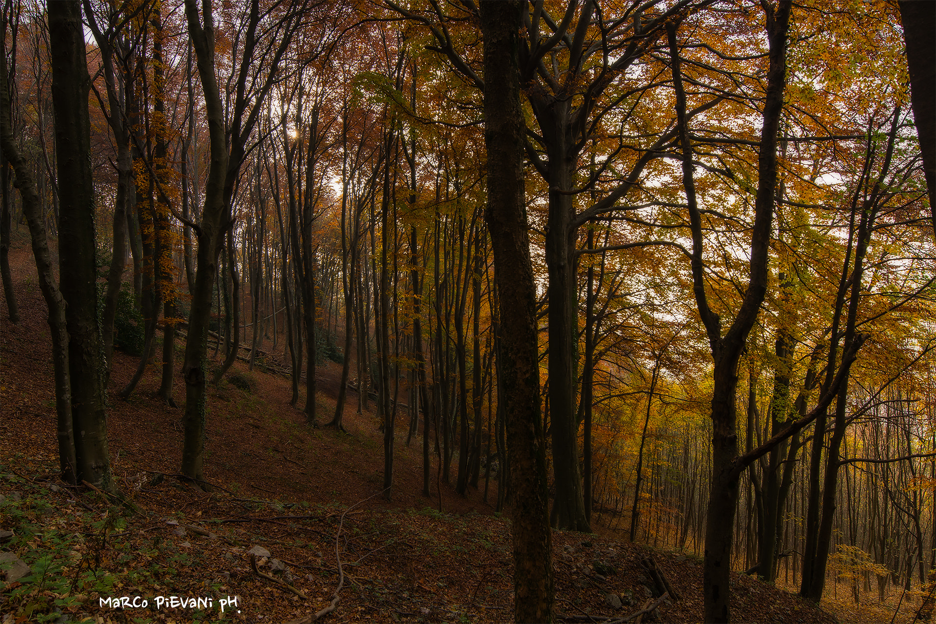 Nikon D7100 sample photo. Autumn photography