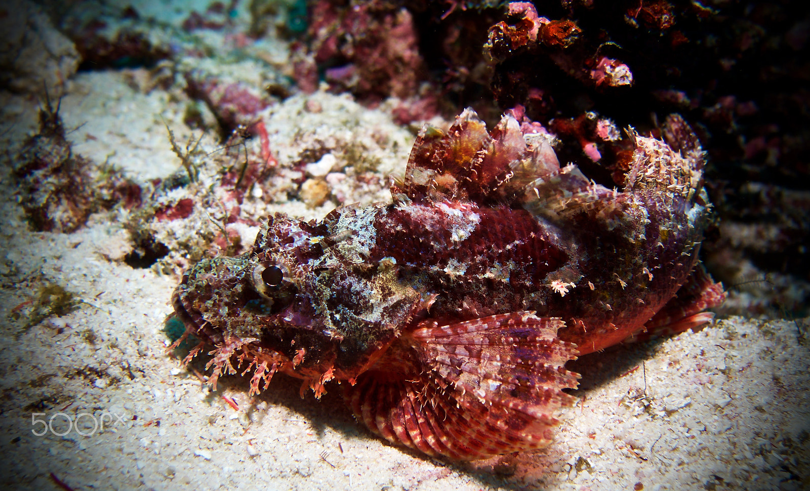 Olympus PEN E-PL5 sample photo. Red scorpionfish photography