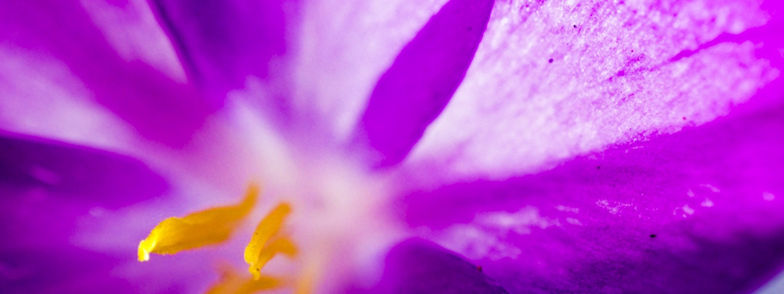 Sony Alpha QX1 sample photo. My crocus for the third time:-) photography