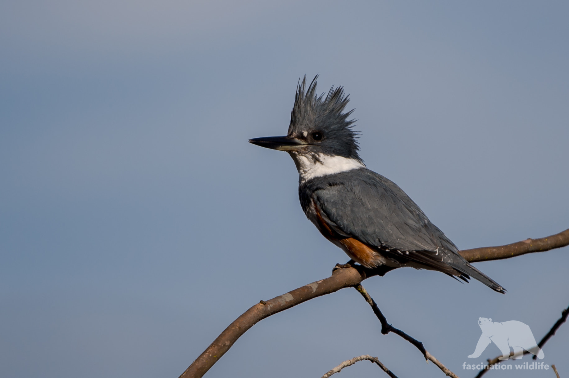 Nikon D4S sample photo. Belted kingfisher photography