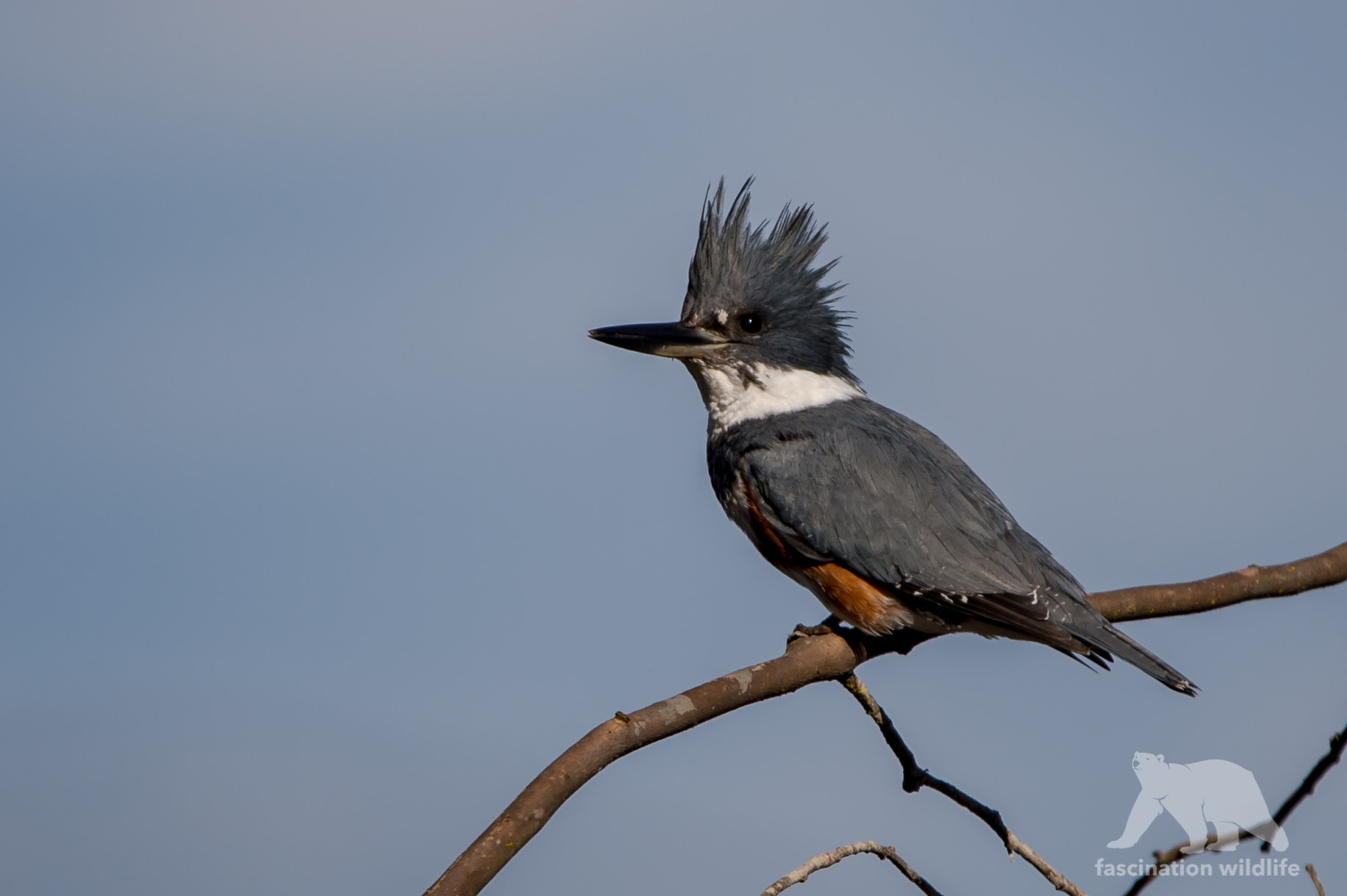 Sigma 150-600mm F5-6.3 DG OS HSM | S sample photo. Belted kingfisher photography