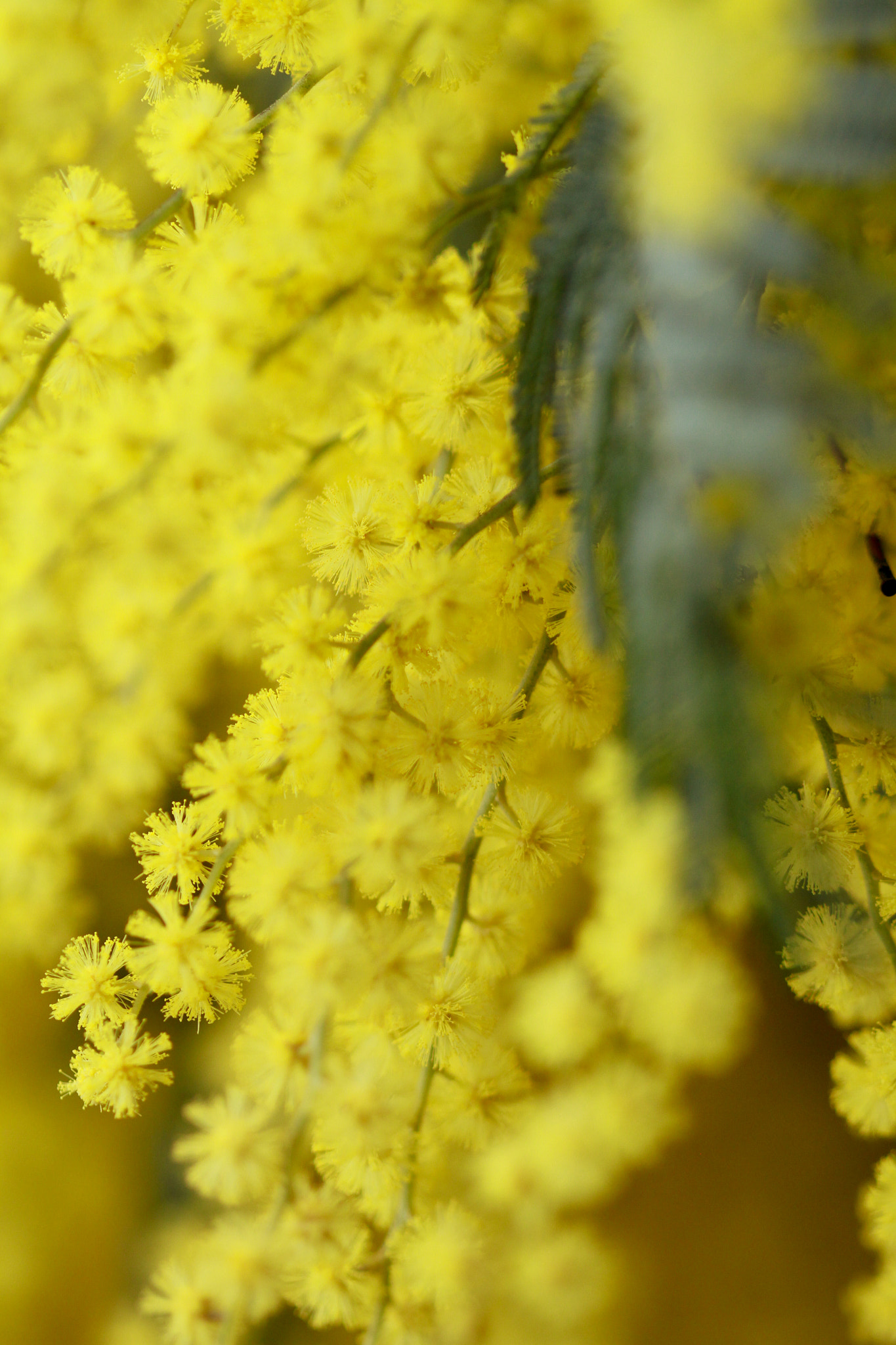 Canon EF 100mm F2.8 Macro USM sample photo. C'est de l'or photography
