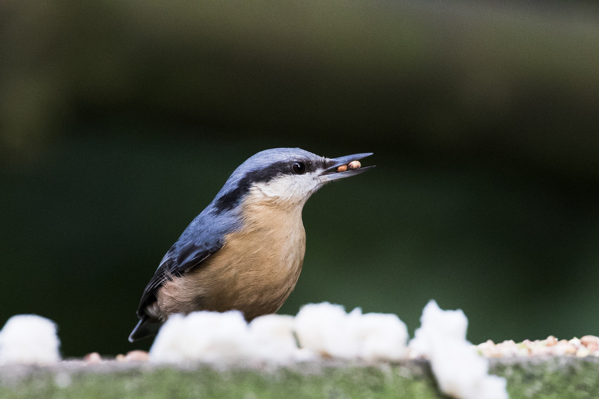 Canon EOS 7D Mark II + Canon EF 100-400mm F4.5-5.6L IS II USM sample photo. Bird #61 photography