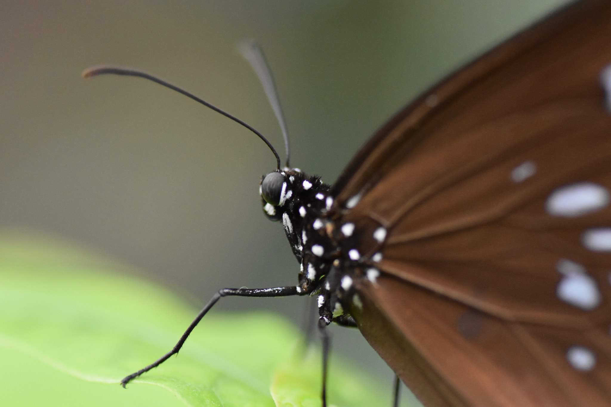 Nikon D5500 sample photo. Brauner schmetterling photography