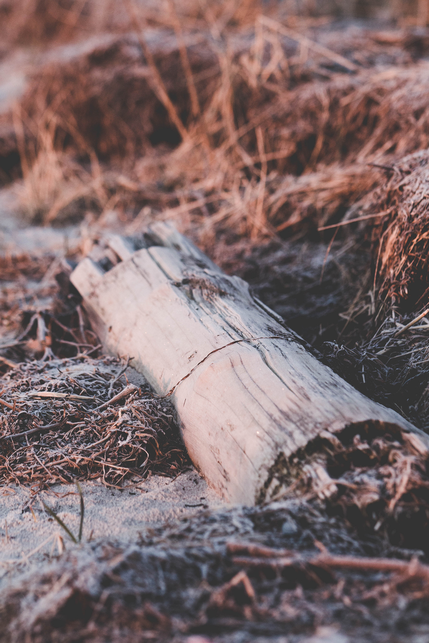 Canon EF 70-200mm F2.8L USM sample photo. Karlslunde morning walk photography