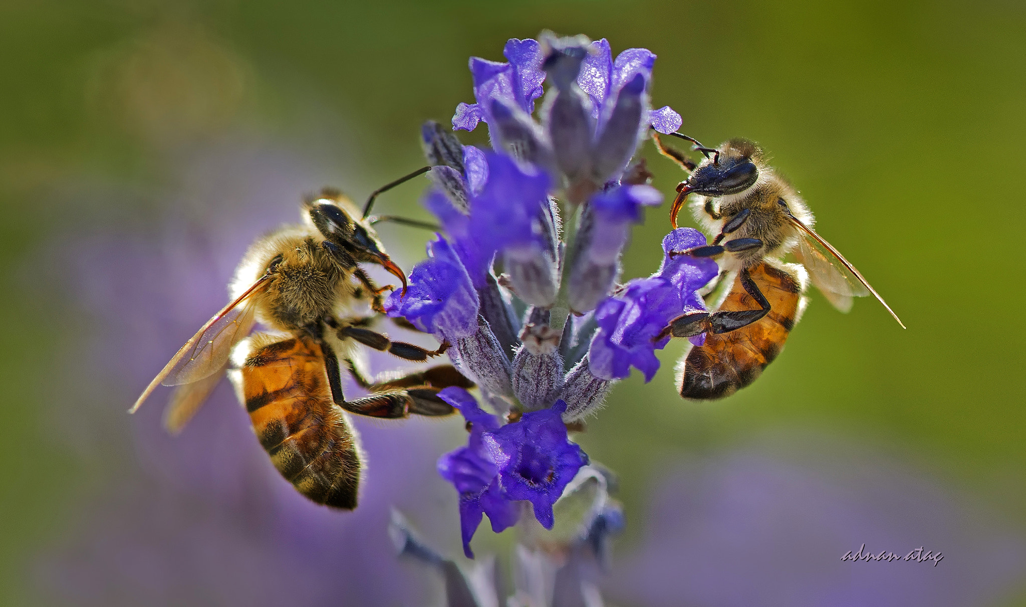 Nikon D3S + Nikon AF-S Micro-Nikkor 105mm F2.8G IF-ED VR sample photo. Balarısı (apis mellifica) ve lavanta çiçeği (lavandula angustifolia) photography