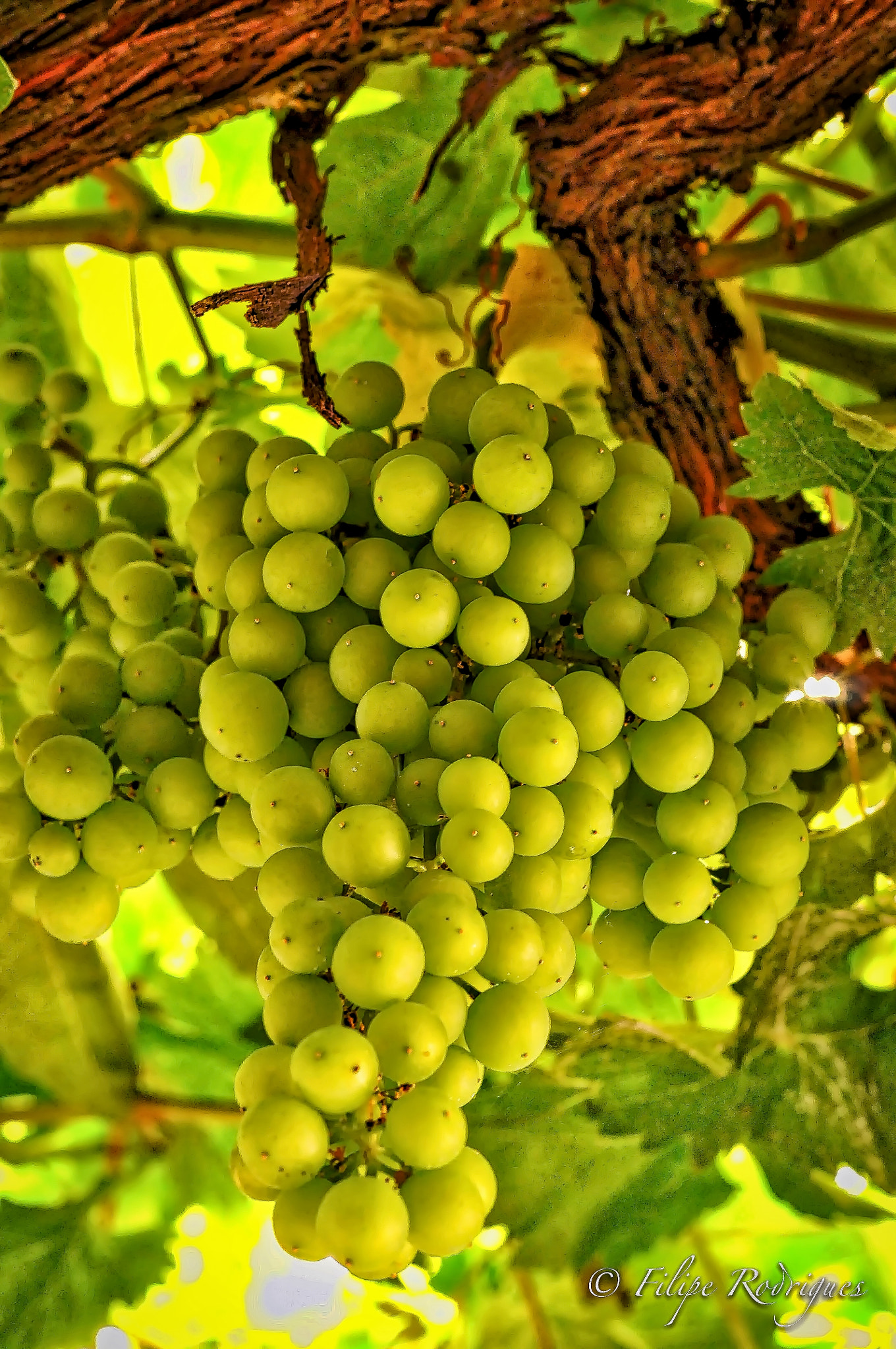 Nikon D300S + Nikon AF-S Nikkor 50mm F1.8G sample photo. White grapes that are green photography