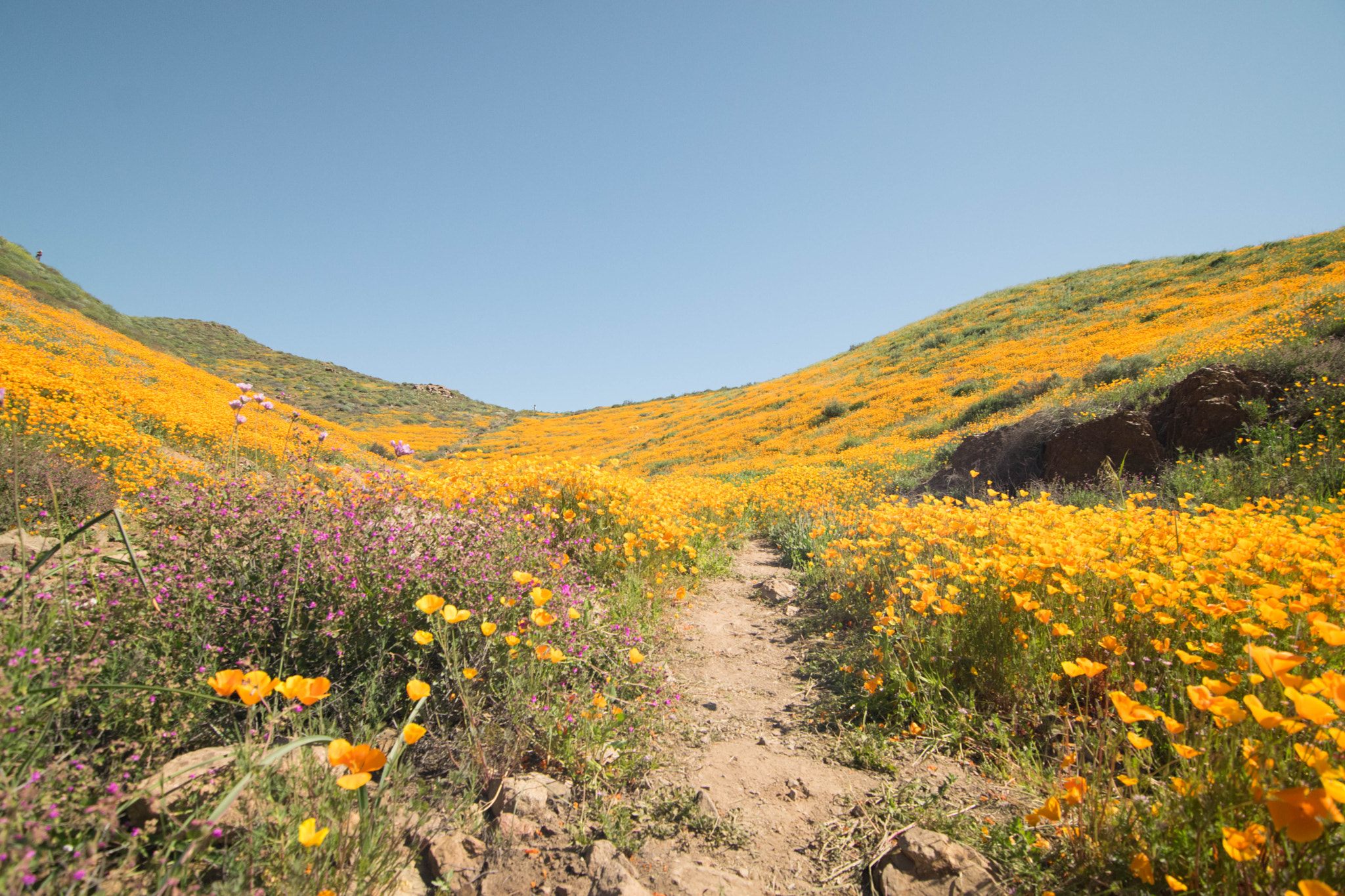 Nikon D3300 + Tokina AT-X Pro 11-16mm F2.8 DX II sample photo. California's recent super bloom reminds me of what dreams may come photography