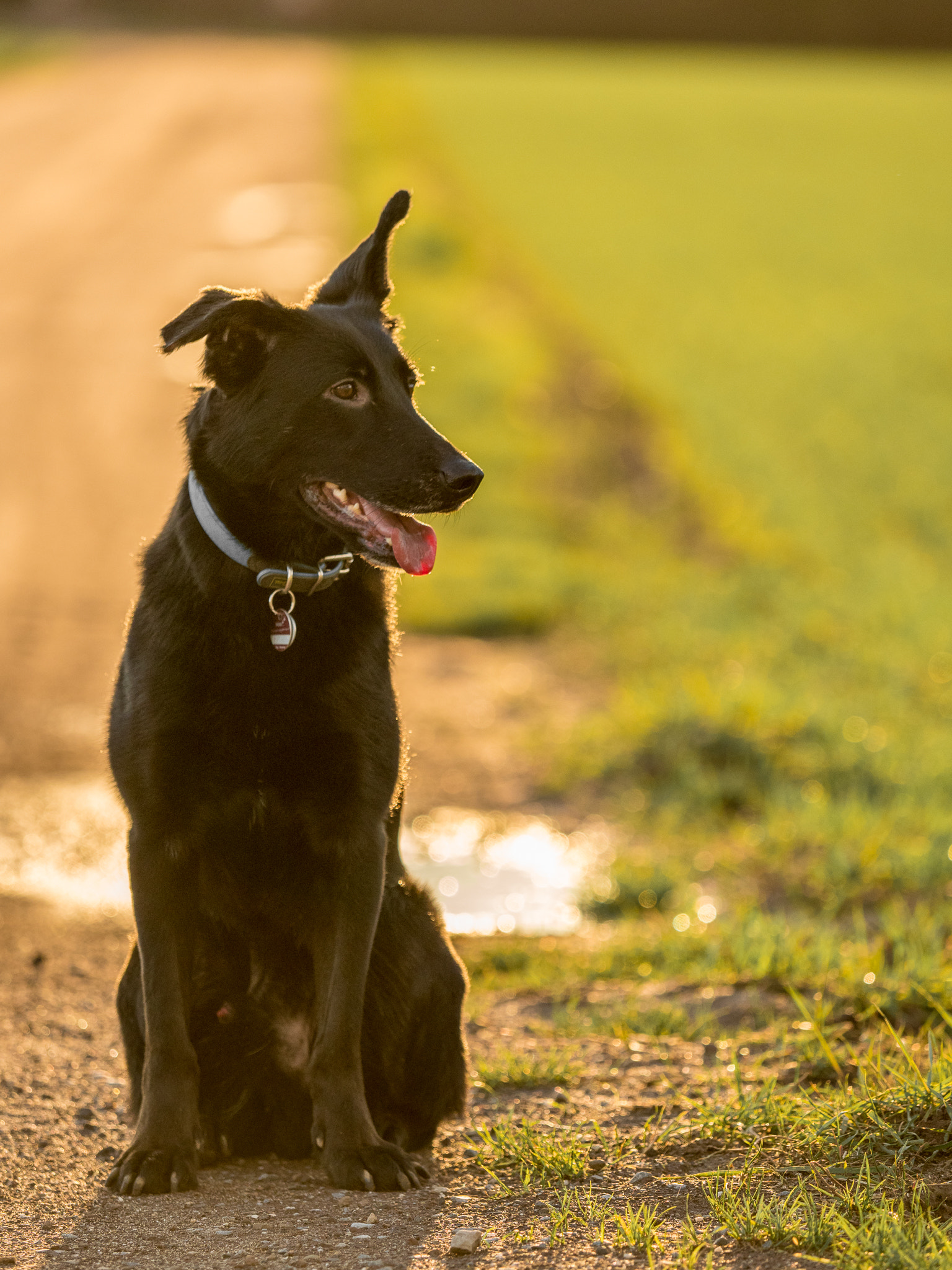 Olympus OM-D E-M1 Mark II + Olympus M.Zuiko Digital ED 40-150mm F2.8 Pro sample photo. Rocco mal in ruhe photography