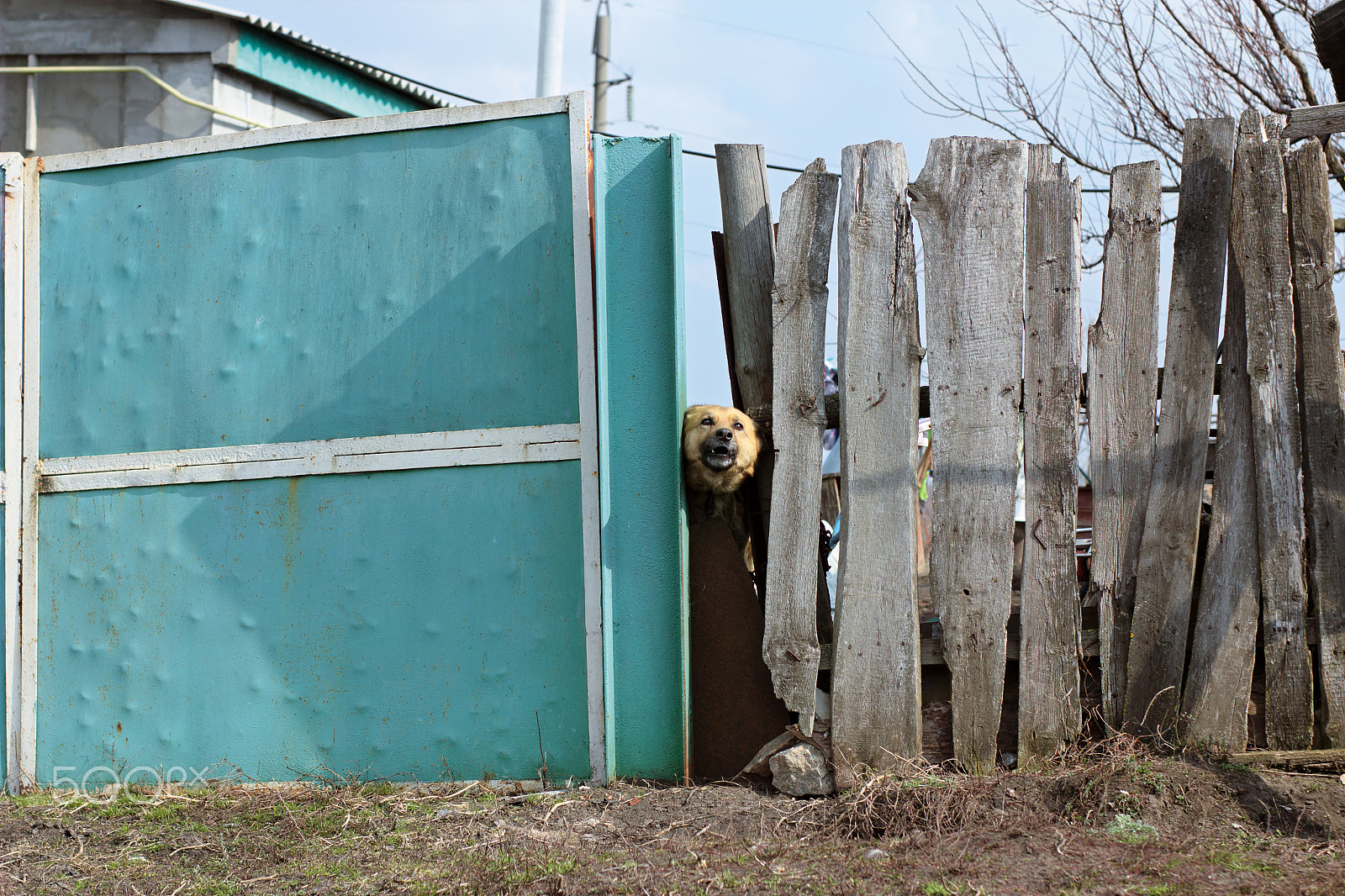 Canon EF 35-80mm f/4-5.6 sample photo. Angry dog photography