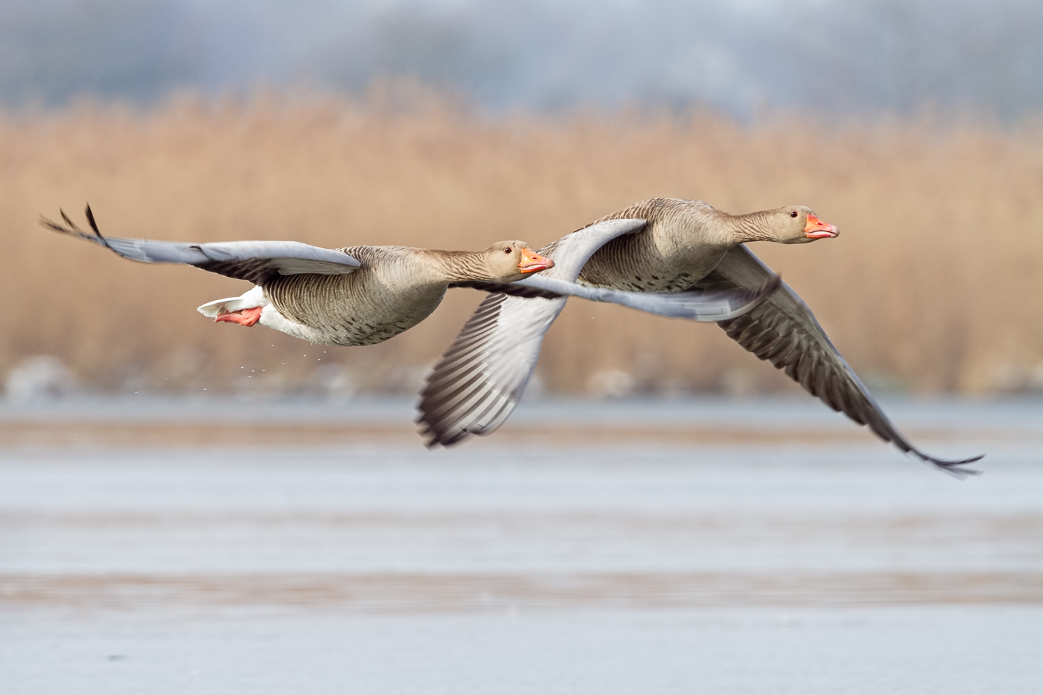 Canon EOS 7D + Canon EF 400mm F4.0 DO IS USM sample photo. Couple flight ii photography